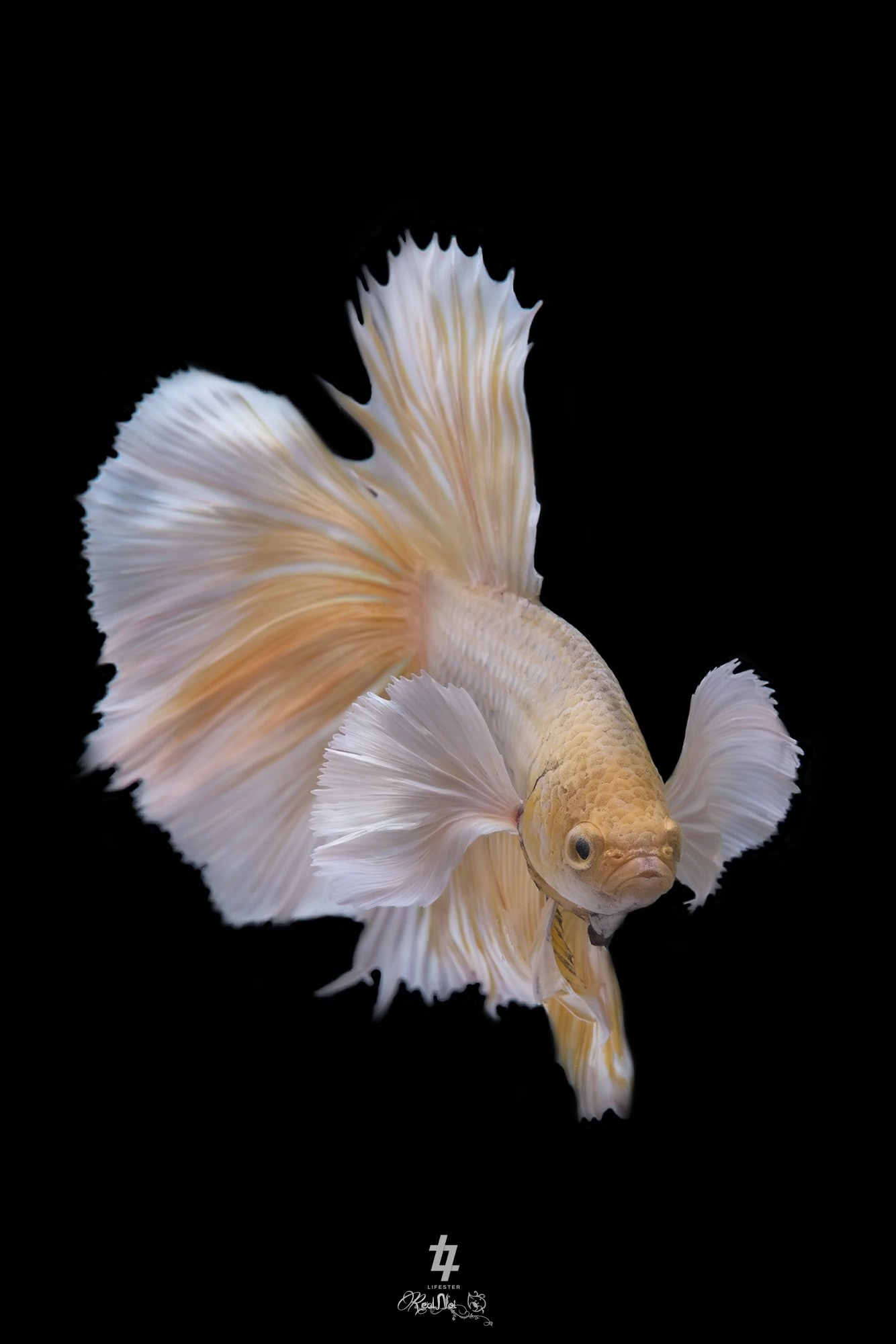 Tamron SP AF 70-200mm F2.8 Di LD (IF) MACRO sample photo. Betta fish photography