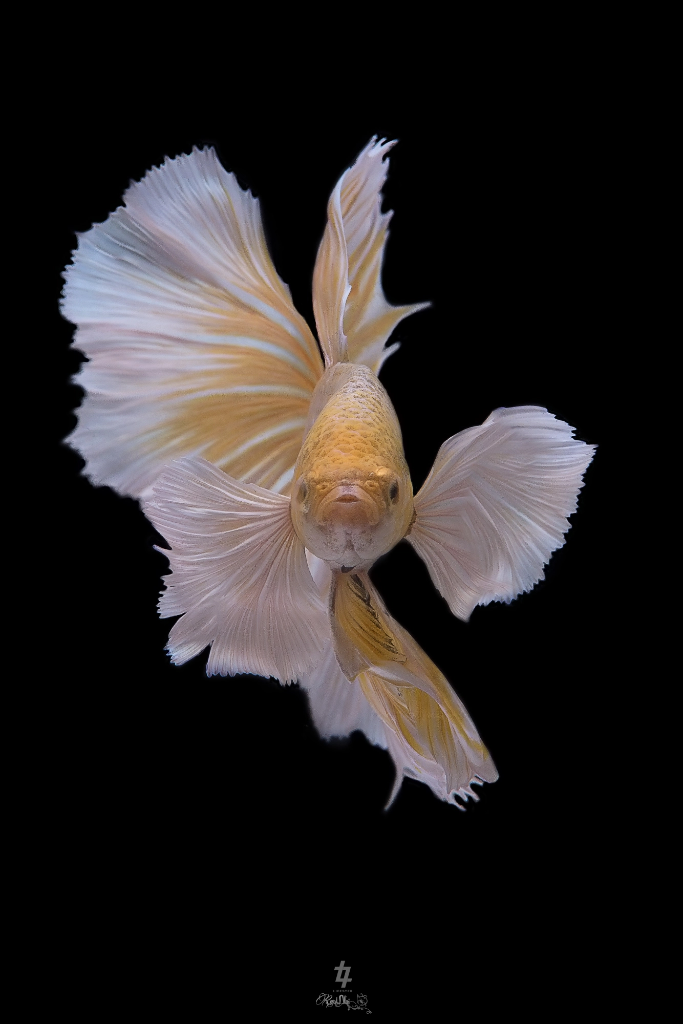 Canon EOS 6D + Tamron SP AF 70-200mm F2.8 Di LD (IF) MACRO sample photo. Betta fish photography
