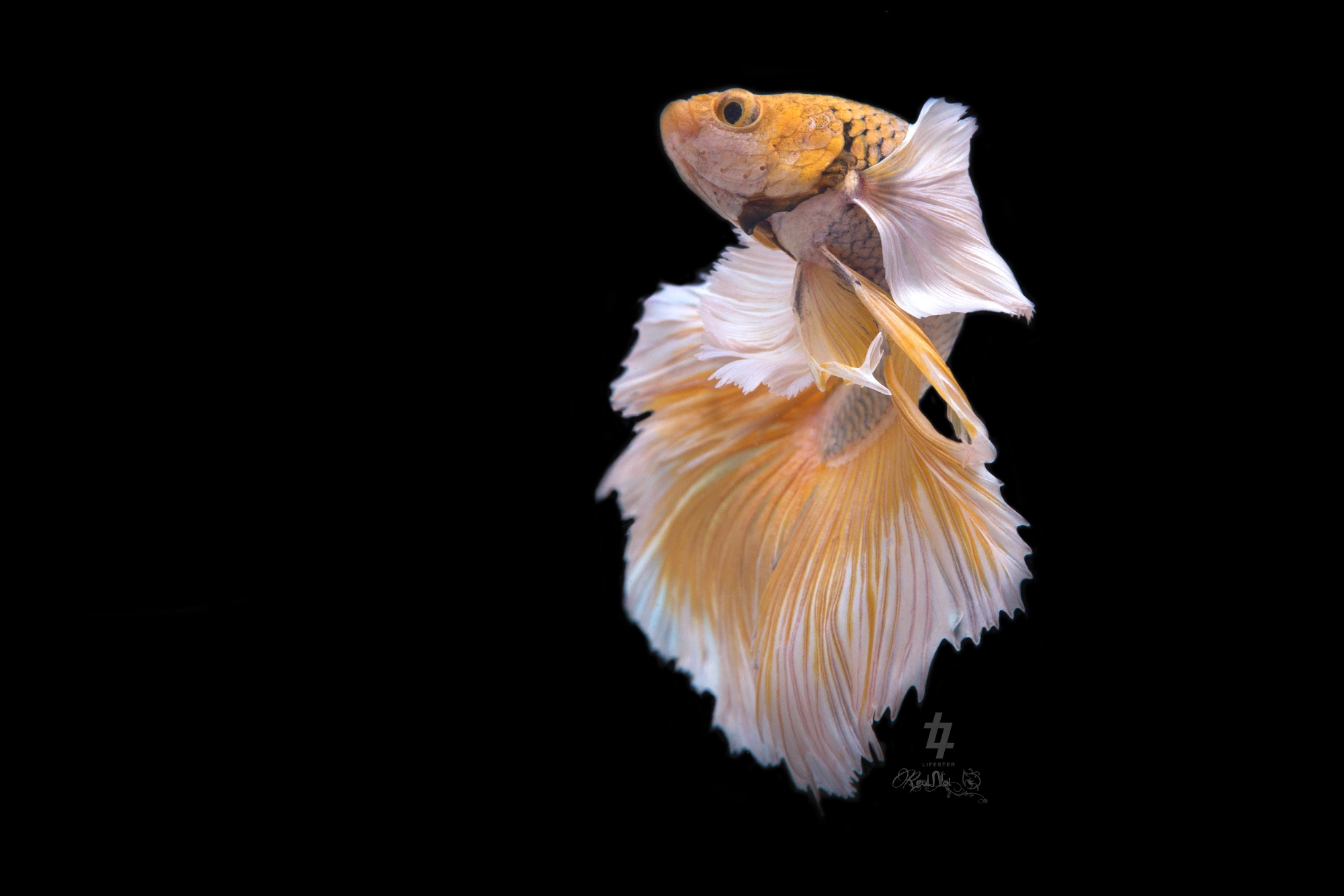 Tamron SP AF 70-200mm F2.8 Di LD (IF) MACRO sample photo. Betta fish photography