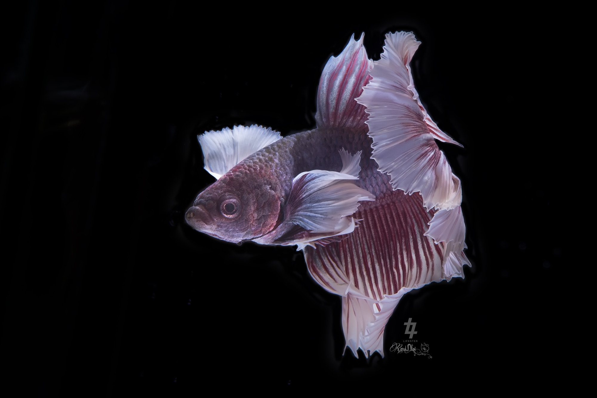 Canon EOS 6D + Tamron SP AF 70-200mm F2.8 Di LD (IF) MACRO sample photo. Betta fish photography