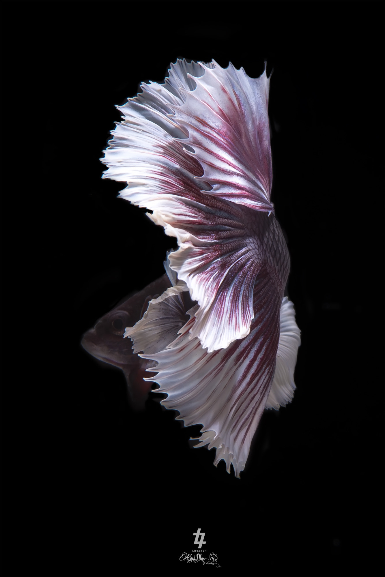 Tamron SP AF 70-200mm F2.8 Di LD (IF) MACRO sample photo. Betta fish photography
