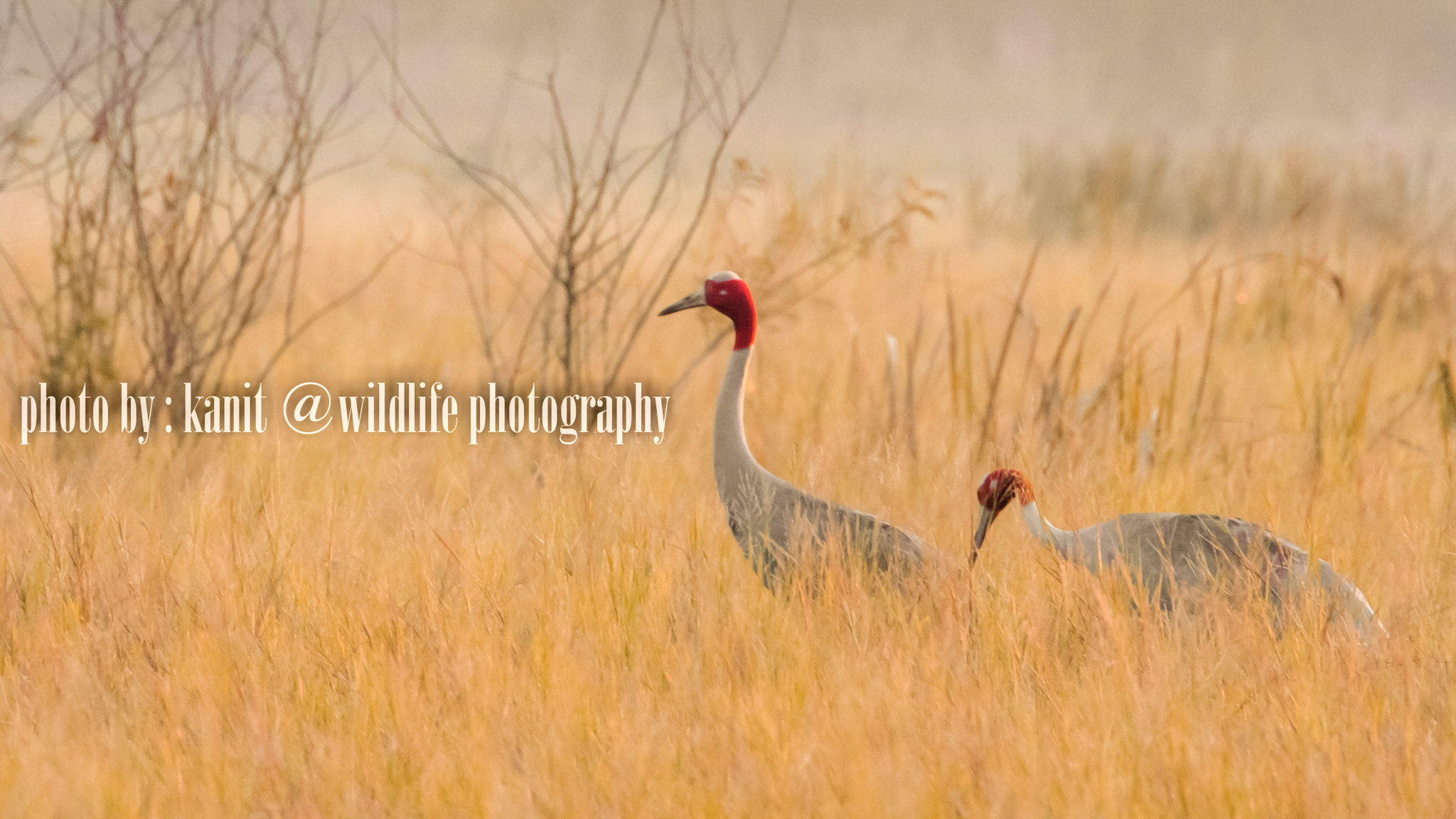 Nikon D5100 + Tamron SP 150-600mm F5-6.3 Di VC USD sample photo. Big bird with  field of gold photography