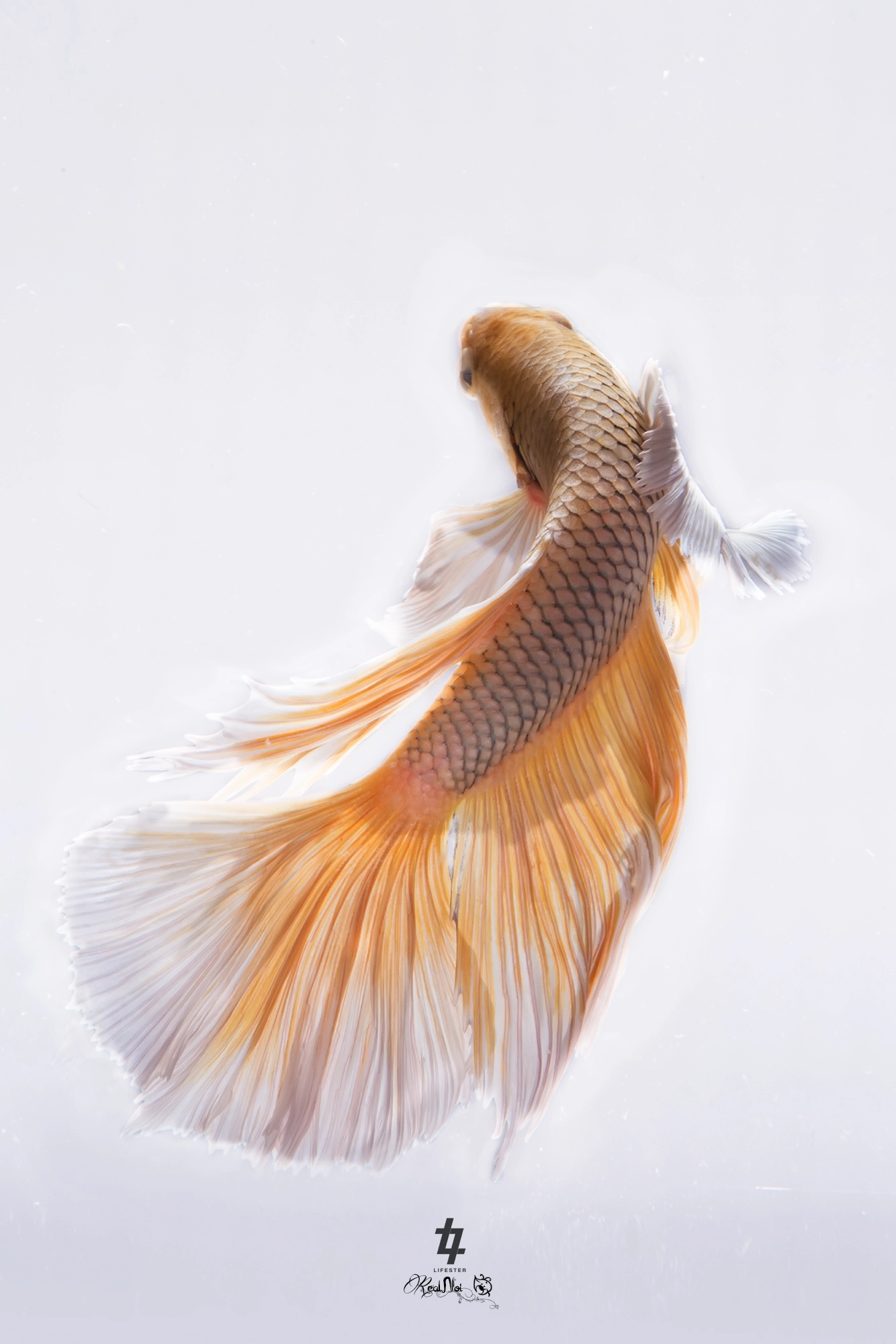 Tamron SP AF 70-200mm F2.8 Di LD (IF) MACRO sample photo. Betta fish photography