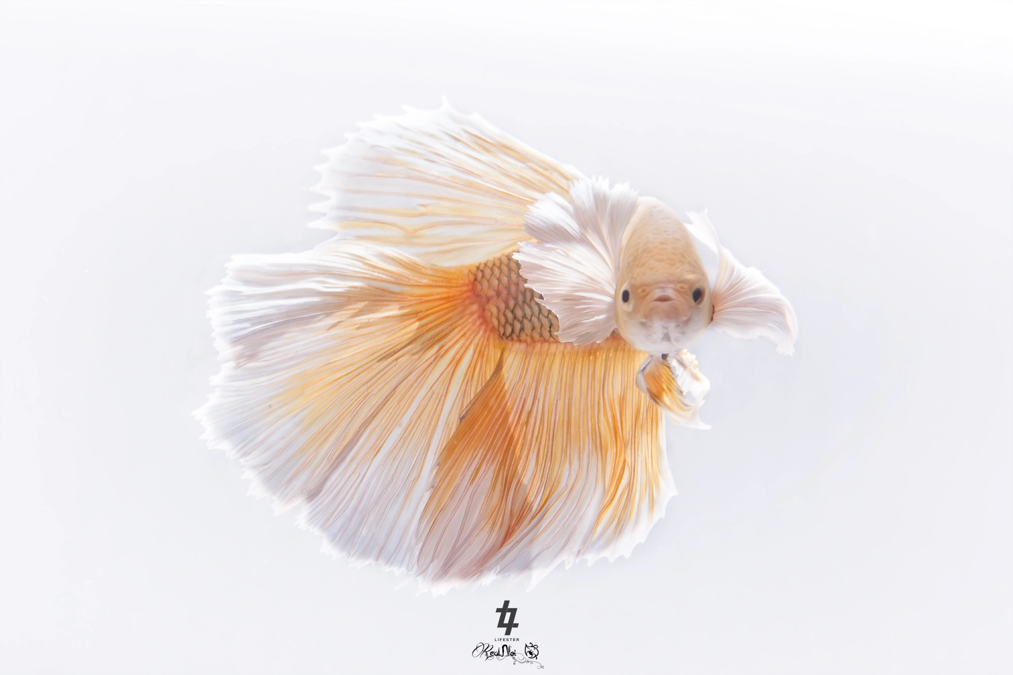 Tamron SP AF 70-200mm F2.8 Di LD (IF) MACRO sample photo. Betta fish photography