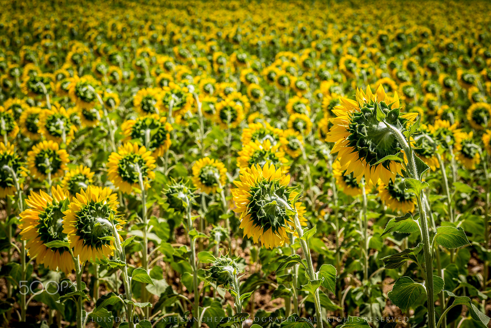 Leica APO-Summicron-M 90mm F2 ASPH sample photo. Girasoles iii photography