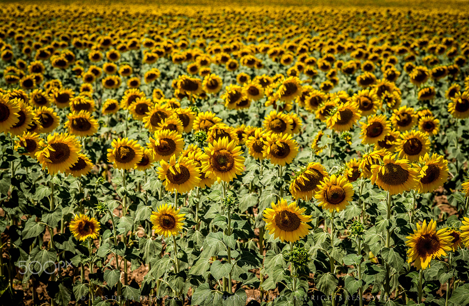 Leica APO-Summicron-M 90mm F2 ASPH sample photo. Girasoles i photography