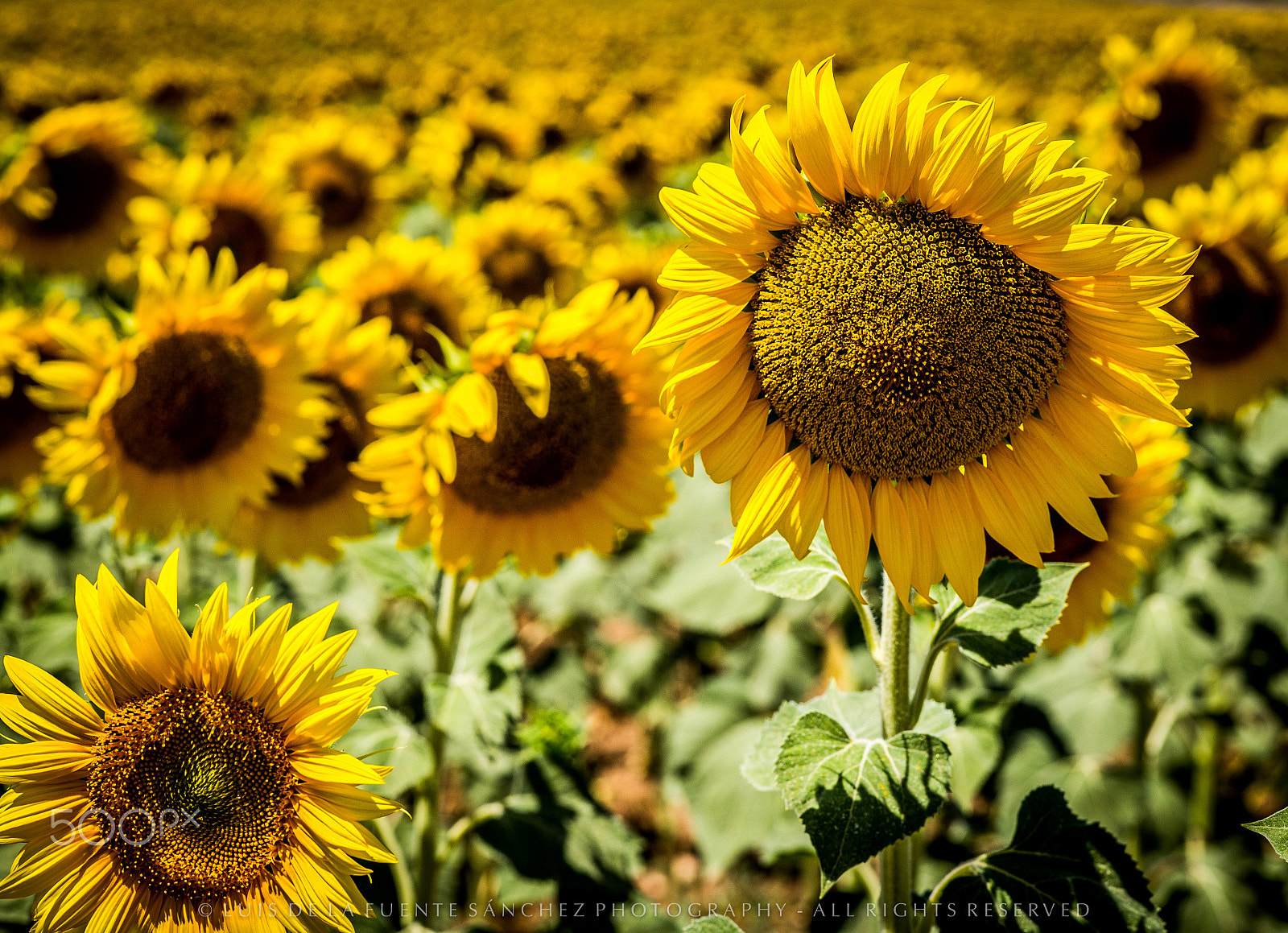 Leica APO-Summicron-M 90mm F2 ASPH sample photo. Girasoles ii photography