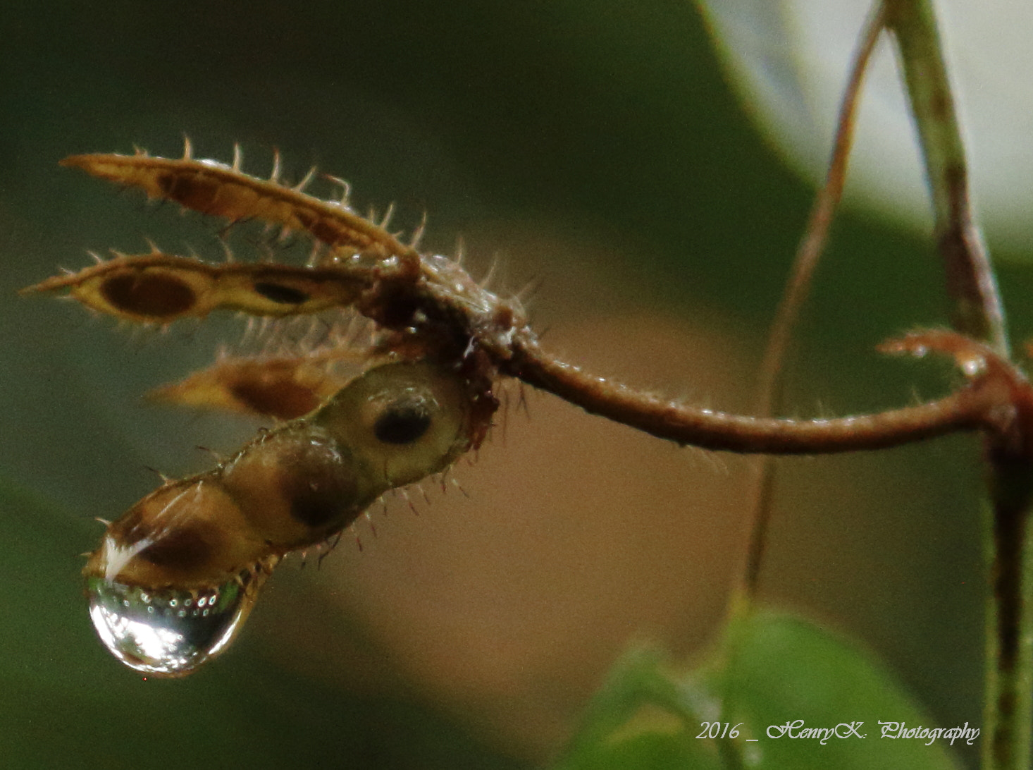 Canon EF 24-105mm F4L IS USM sample photo. Winter raindrop photography