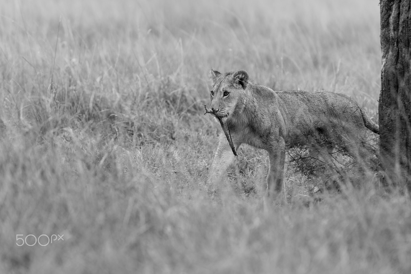 Nikon AF-S Nikkor 300mm F2.8G ED VR II sample photo. Lion cub playing photography