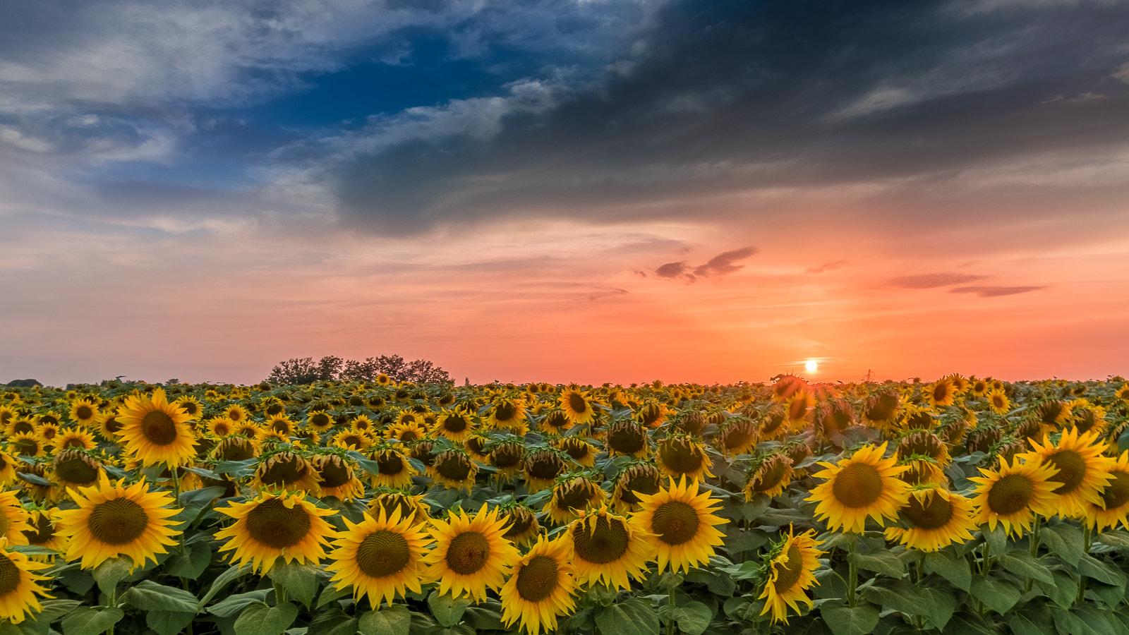 Canon EF 16-35mm F4L IS USM sample photo. Hdr sunset over sunflowers photography