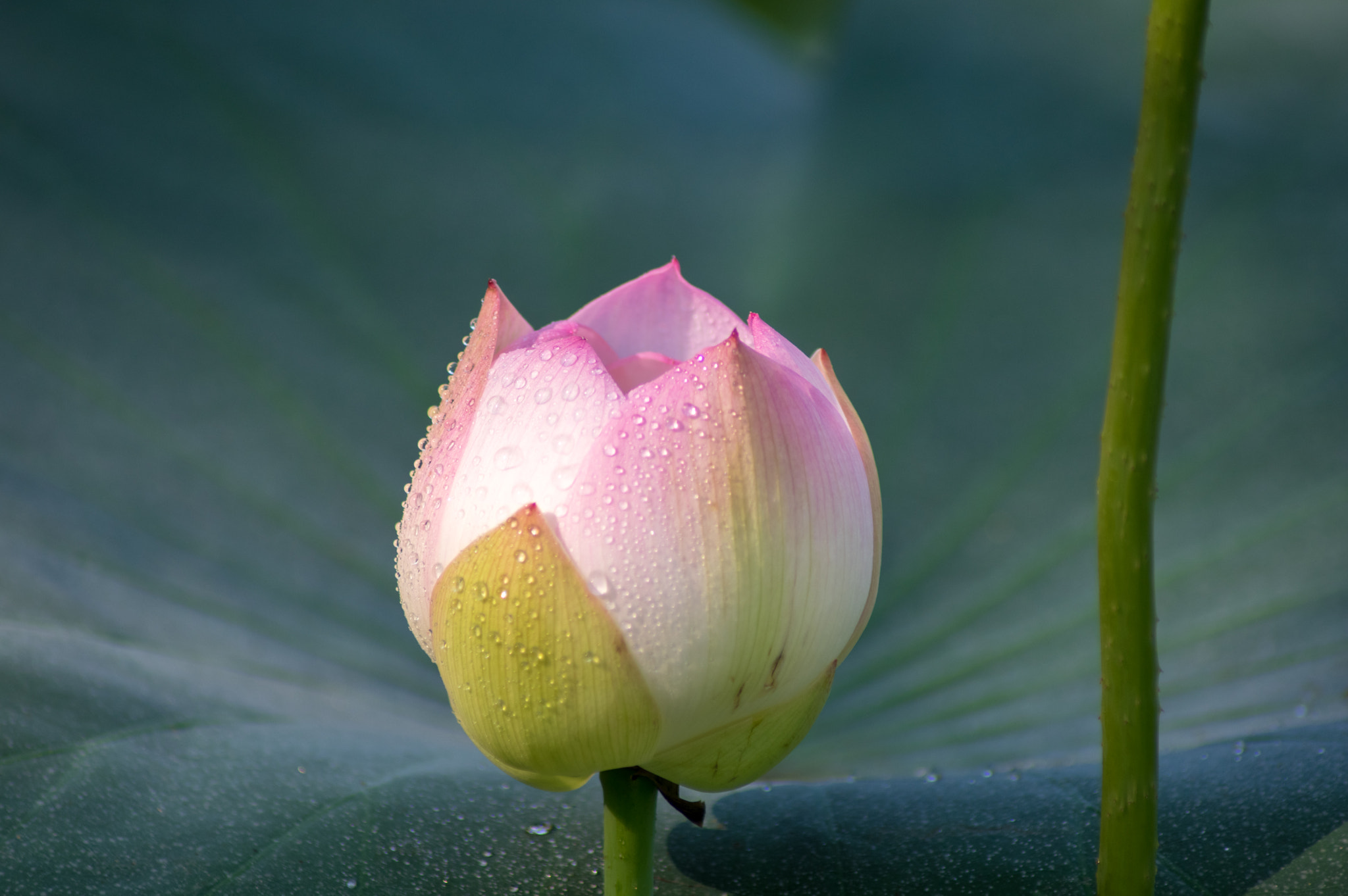 Tamron AF 70-300mm F4-5.6 Di LD Macro sample photo. Bud photography
