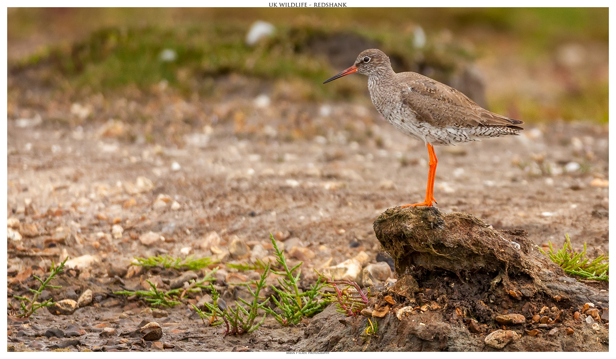 Sigma 150-600mm F5-6.3 DG OS HSM | C sample photo. Uk wildlife - redshank photography