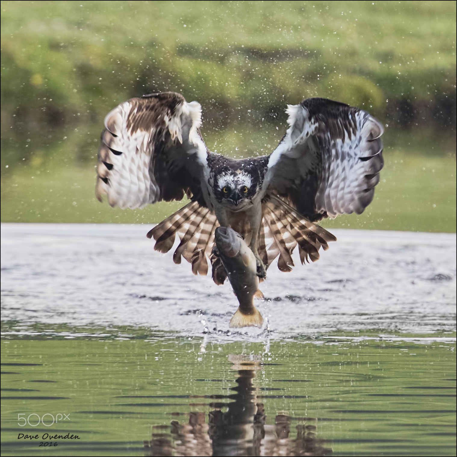 Canon EF 300mm F2.8L IS II USM sample photo. Osprey photography