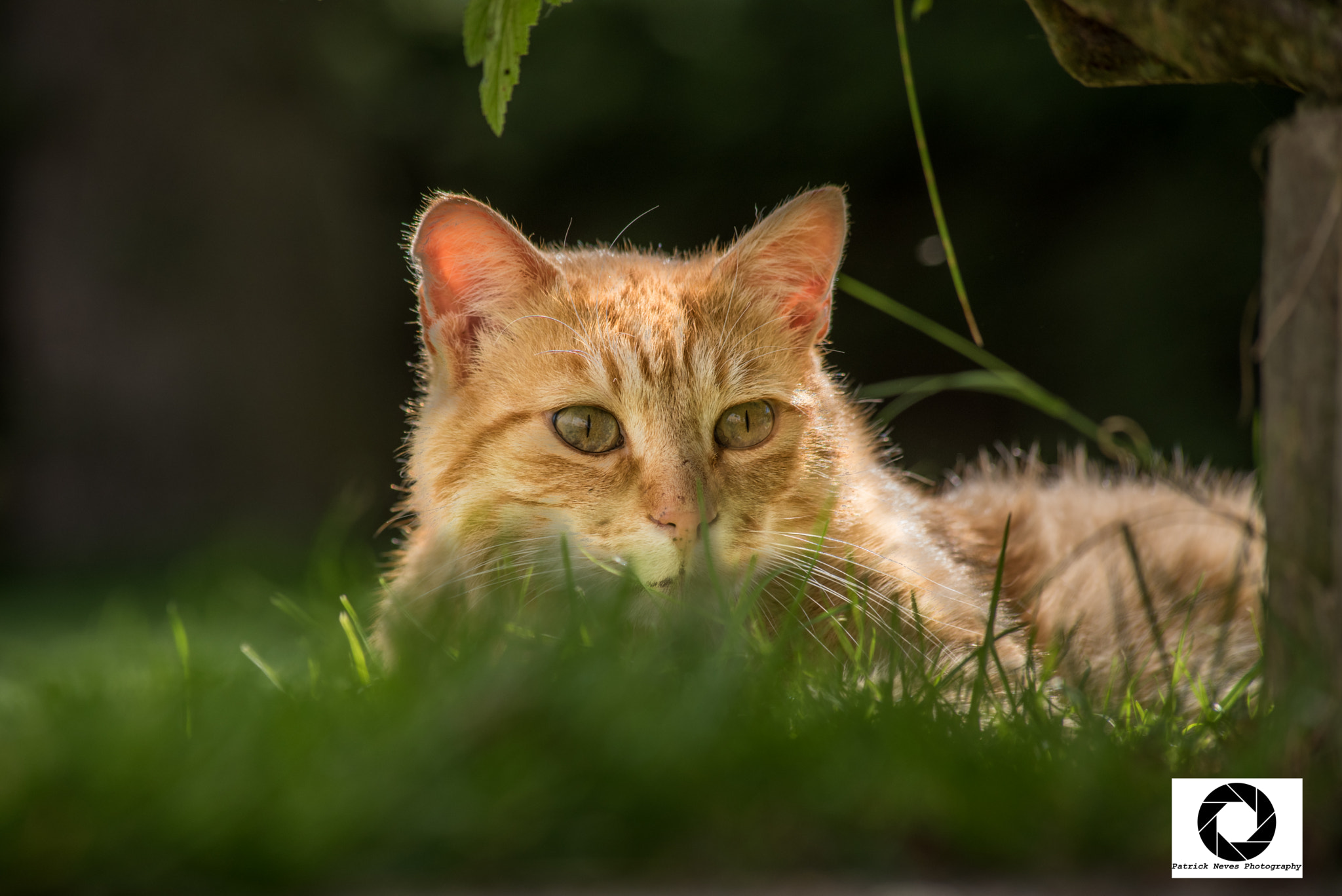 Sigma 70-300mm F4-5.6 APO DG Macro sample photo. Eye of the tiger photography
