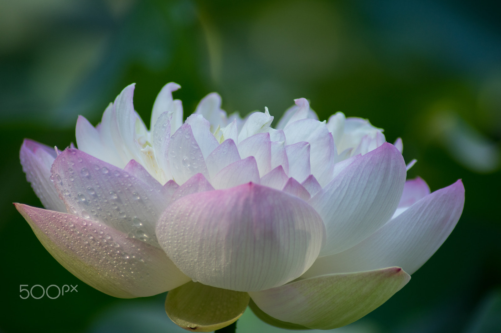 Tamron AF 70-300mm F4-5.6 Di LD Macro sample photo. Luxurious open photography