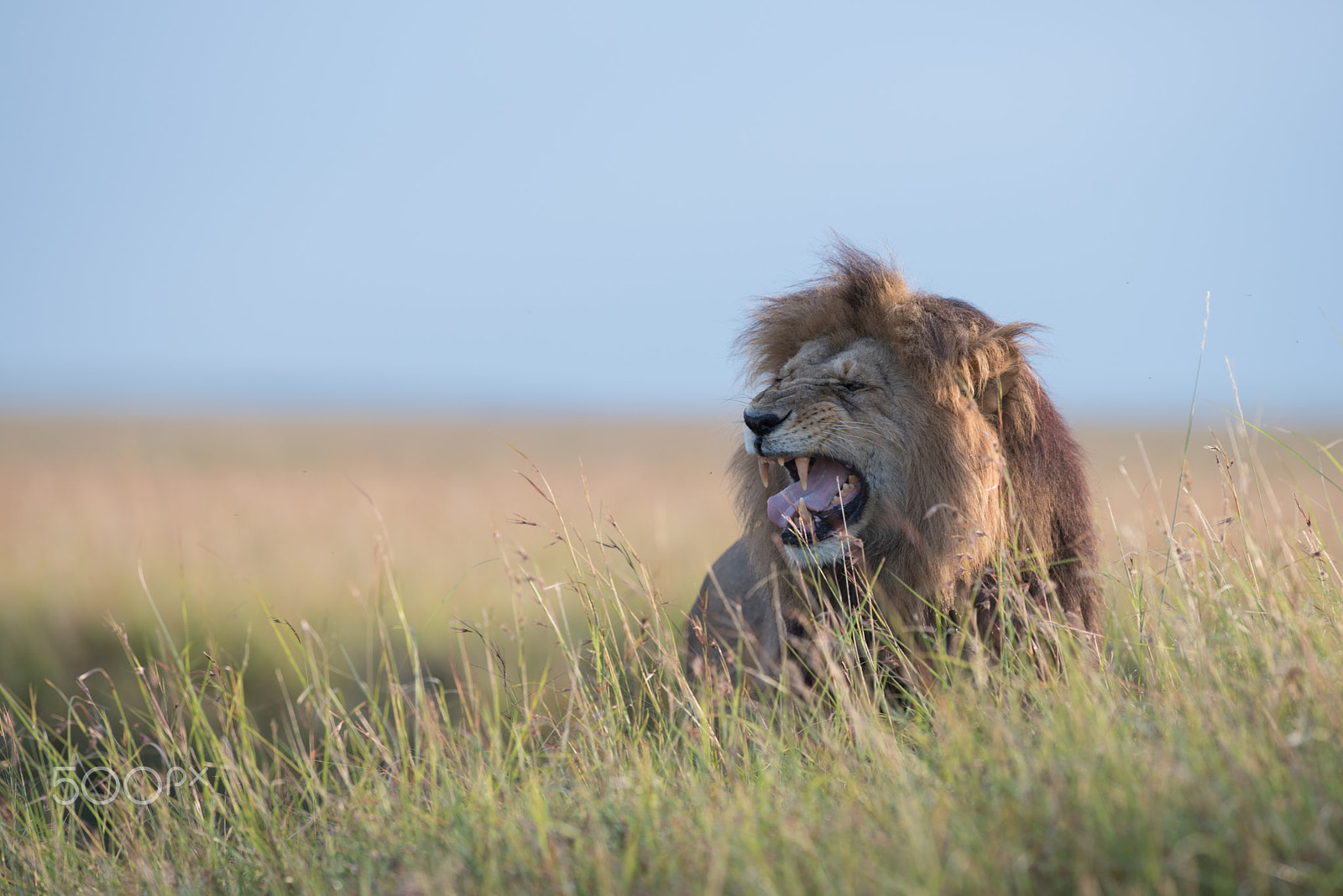 Nikon AF-S Nikkor 300mm F2.8G ED VR II sample photo. Making a face photography