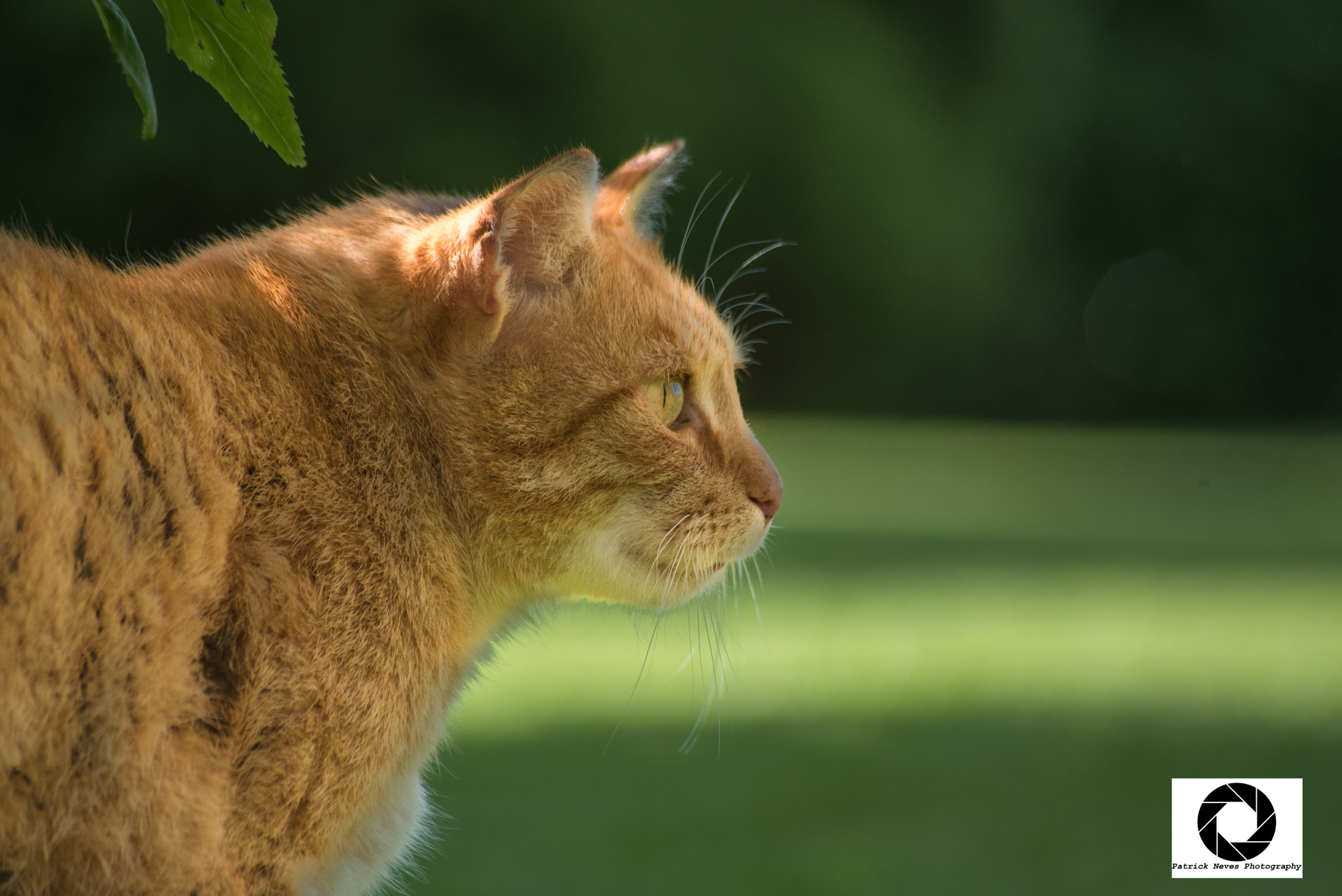 Sigma 70-300mm F4-5.6 APO DG Macro sample photo. Eye of the tiger #2 photography