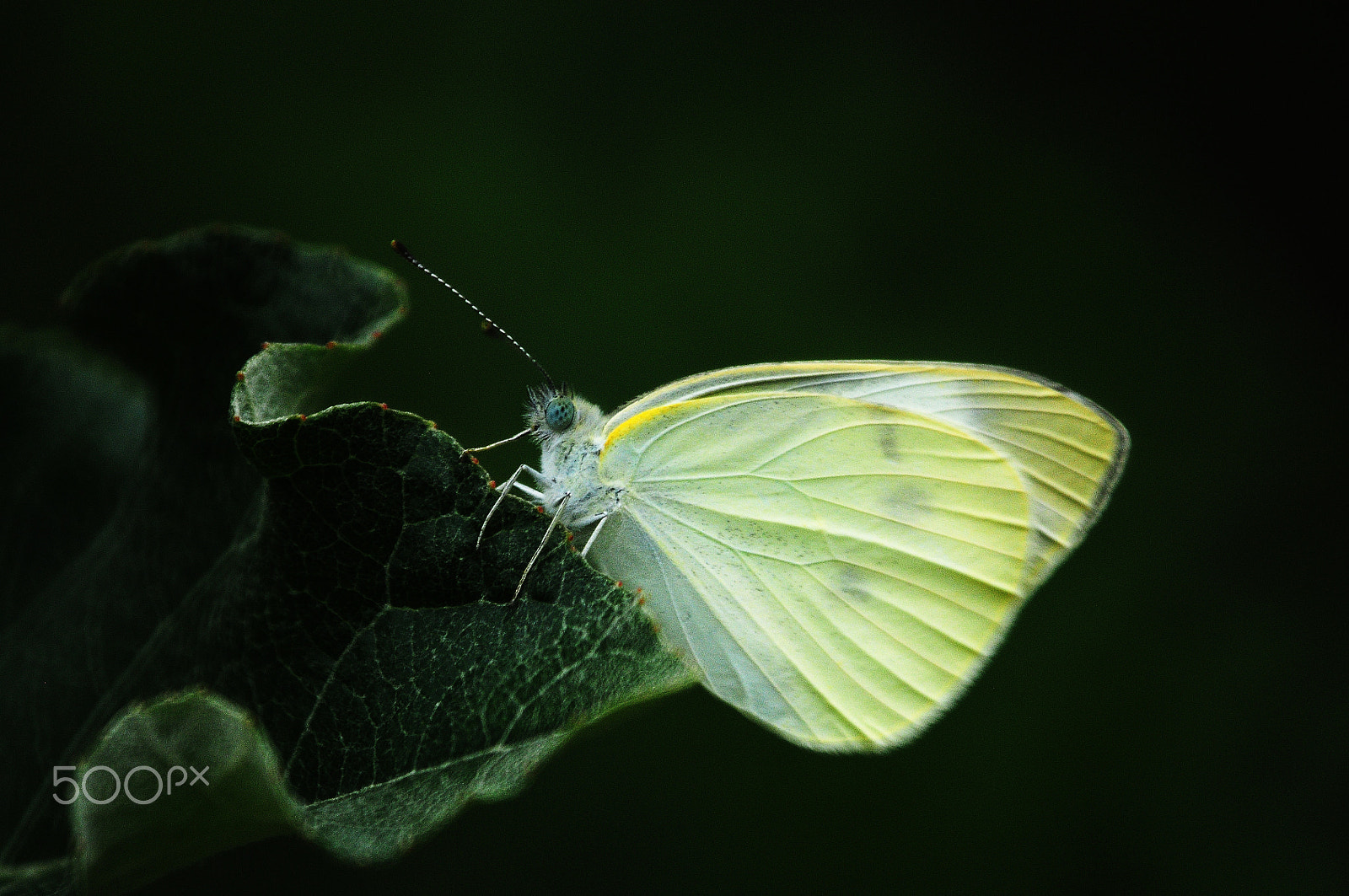 Nikon D300 + Manual Lens No CPU sample photo. Butterfly photography