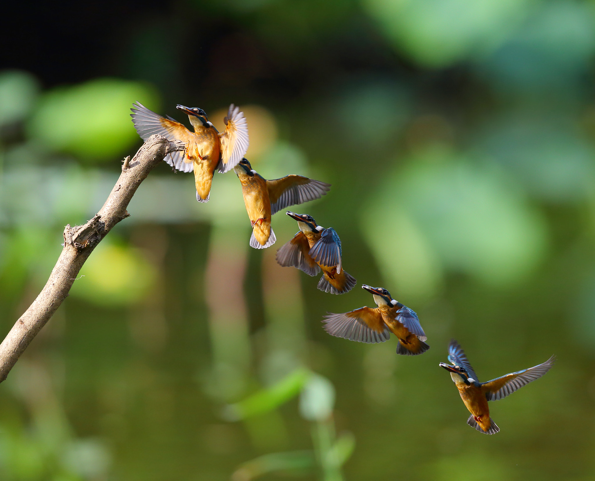 Canon EF 300mm F2.8L IS II USM sample photo. Kingfisher fishing photography
