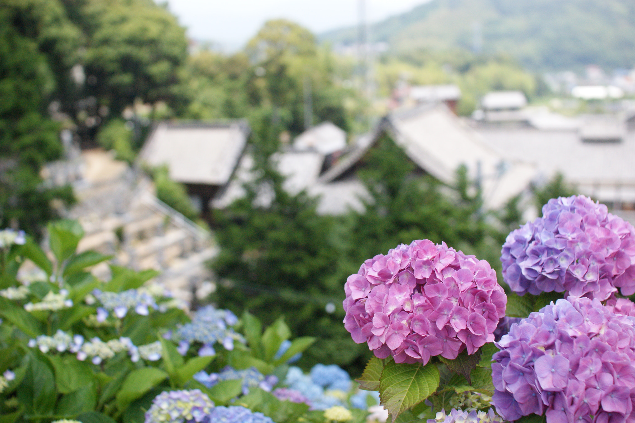 Sony Alpha DSLR-A350 + Sigma 30mm F1.4 EX DC HSM sample photo. Hydrangea photography