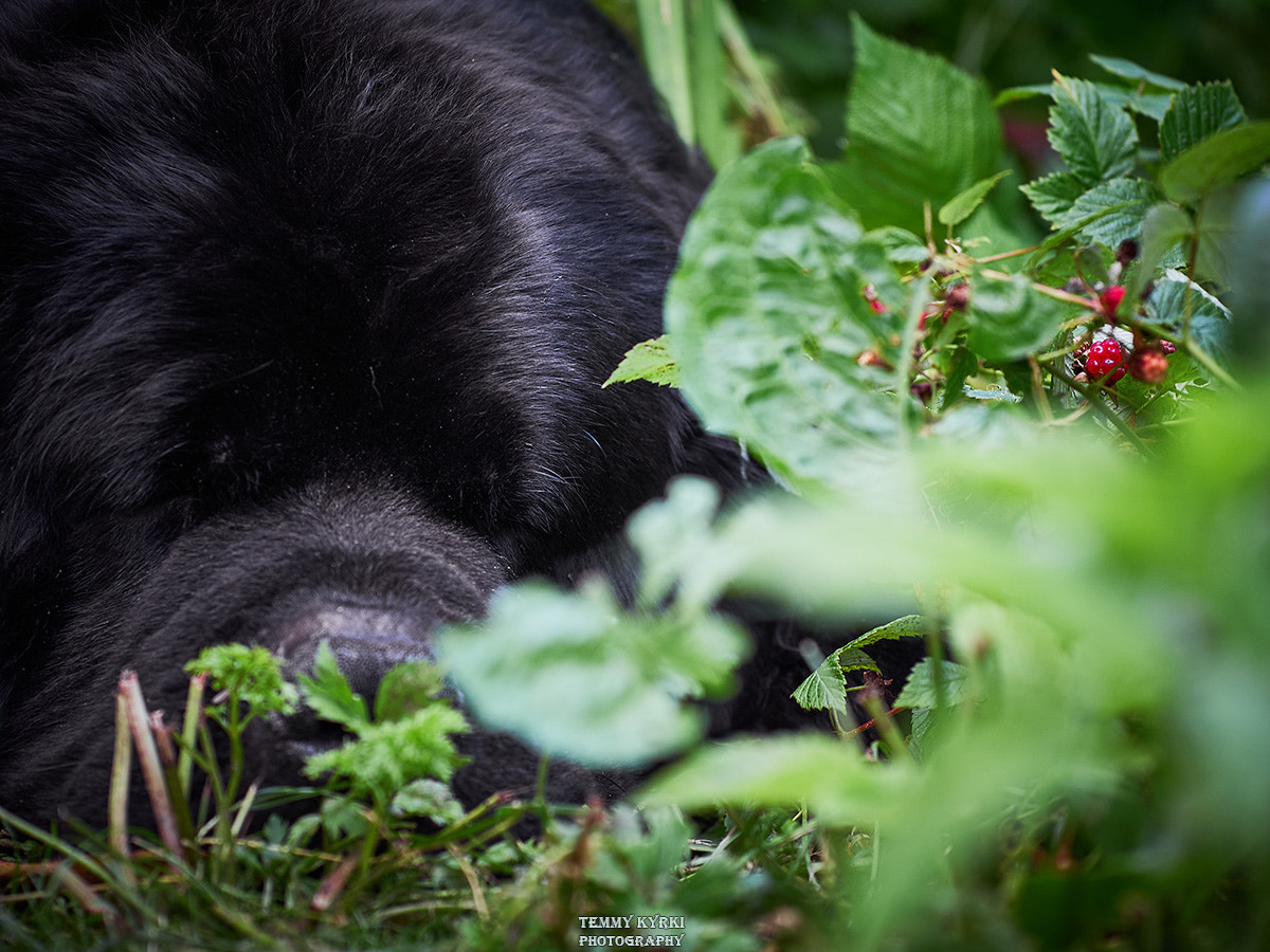 Olympus PEN E-PL5 + Sigma 60mm F2.8 DN Art sample photo. Dog photography