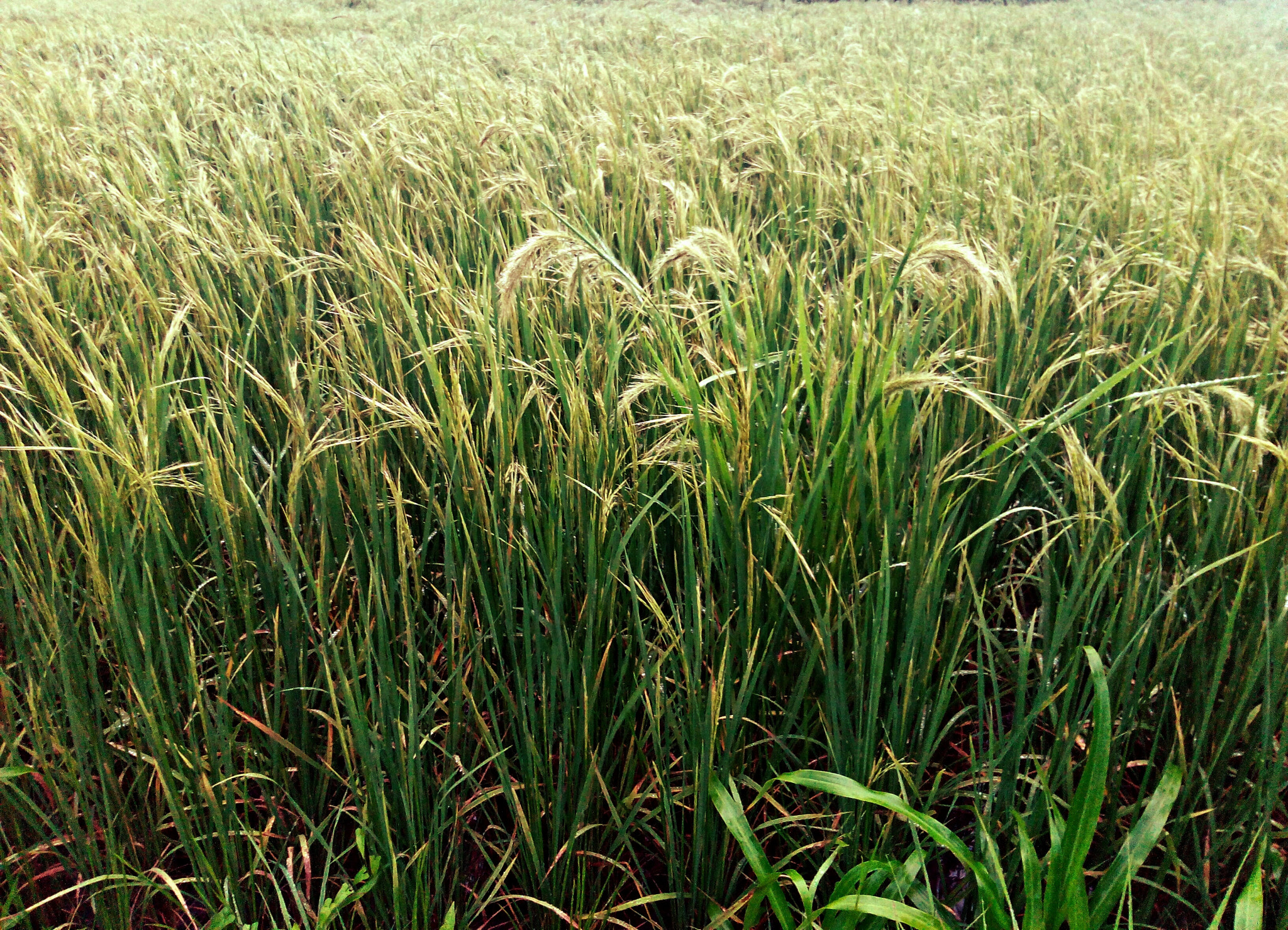 HUAWEI Hol-U19 sample photo. Wheat field in rain.  photography