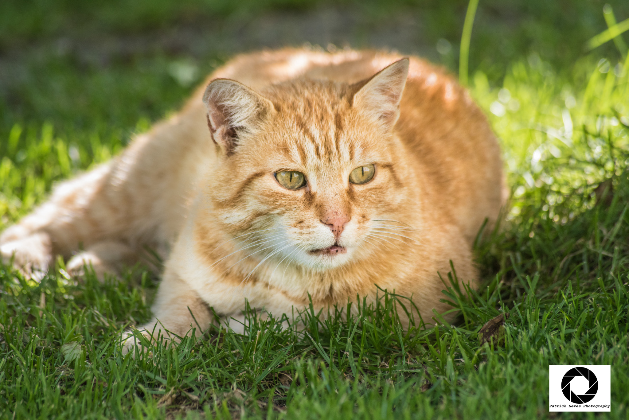 Sigma 70-300mm F4-5.6 APO DG Macro sample photo. Eye of the tiger #3/3 photography