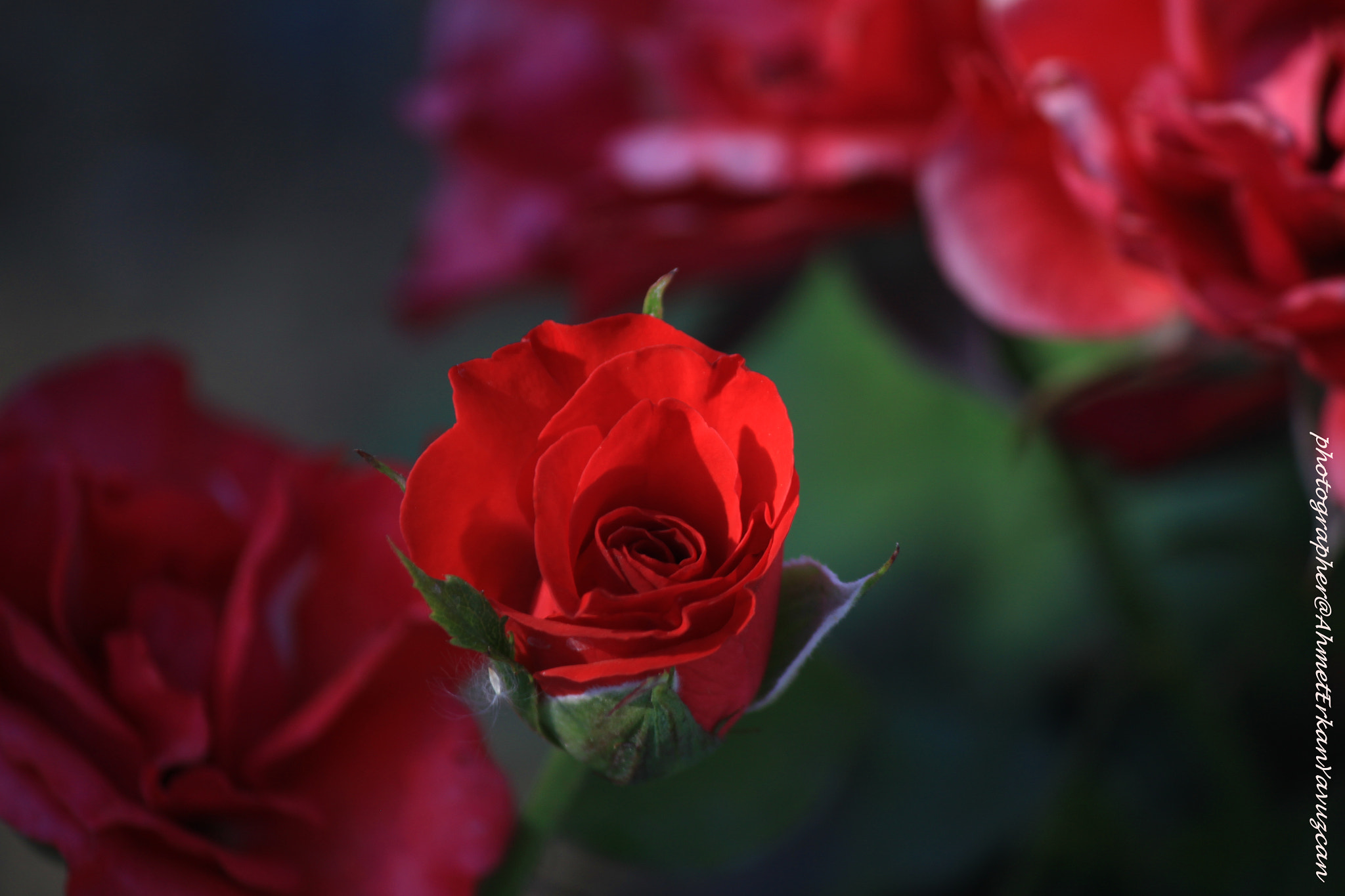 Canon EOS 500D (EOS Rebel T1i / EOS Kiss X3) sample photo. Rosaceous photography