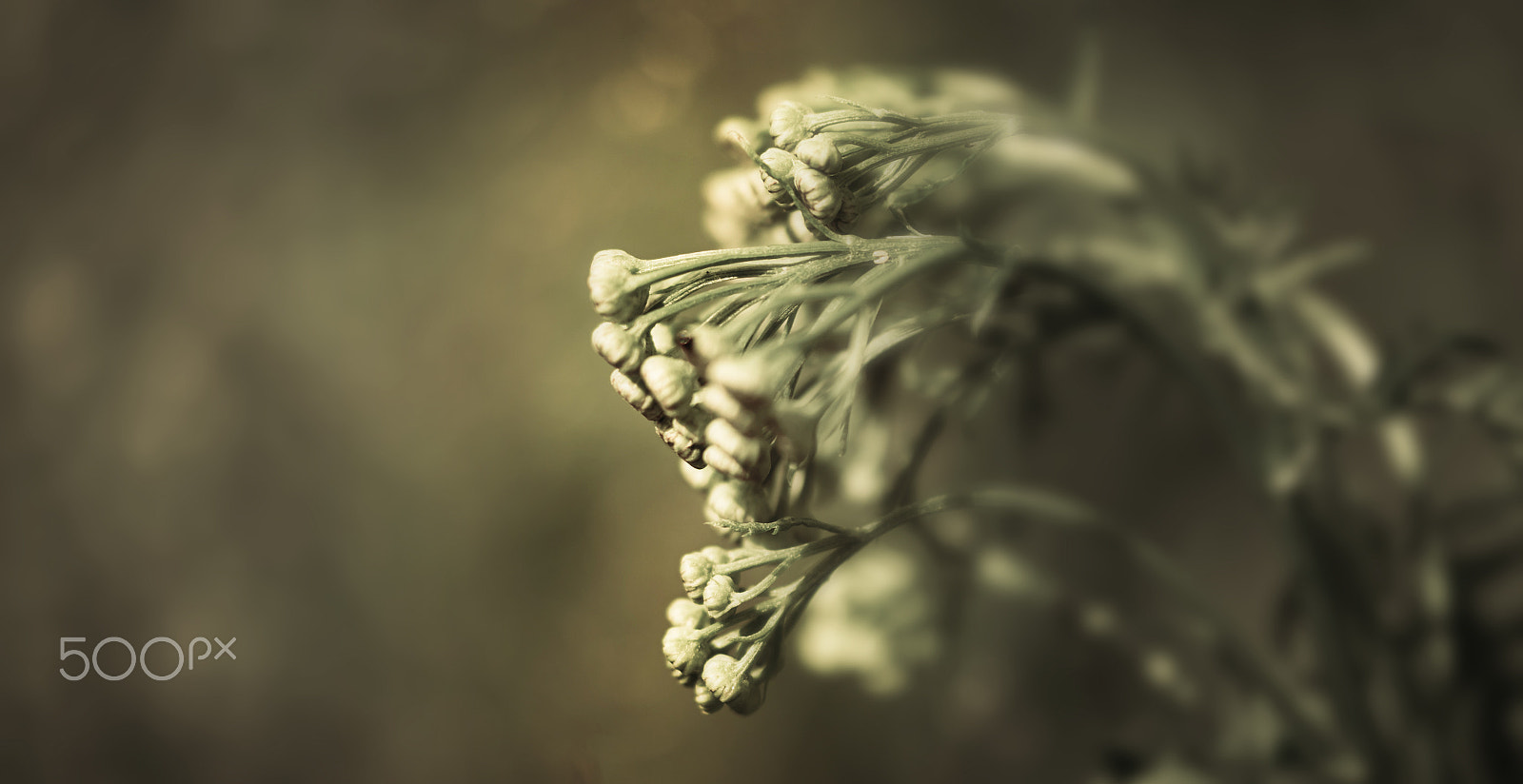 Samsung NX30 + Samsung NX 60mm F2.8 Macro ED OIS SSA sample photo. Summertime sadness photography