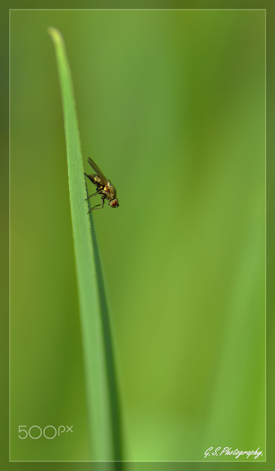 Nikon D5200 + Tamron SP 90mm F2.8 Di VC USD 1:1 Macro sample photo. Very little fly. photography