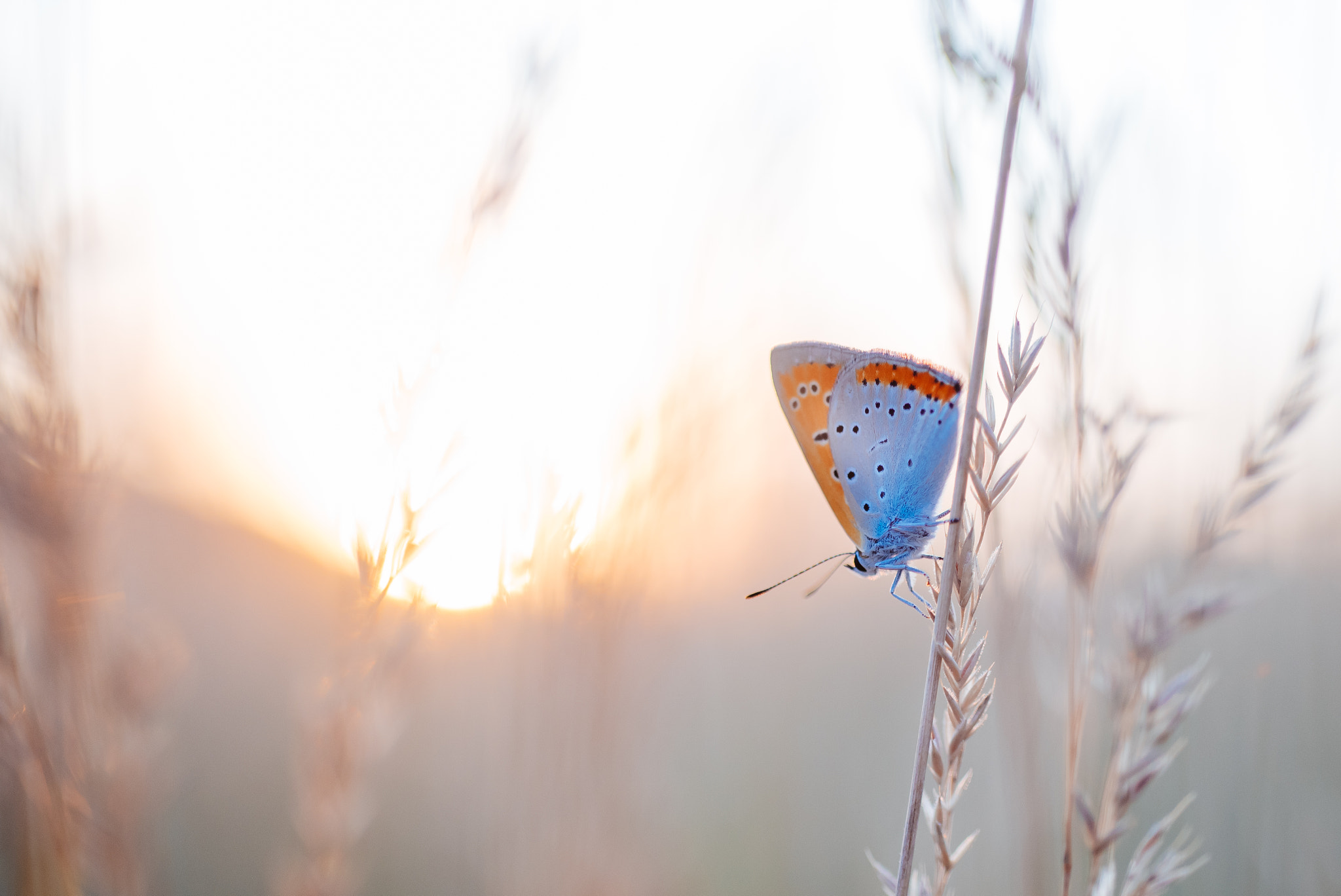 Nikon D750 + AF Micro-Nikkor 60mm f/2.8 sample photo. Soft nature photography