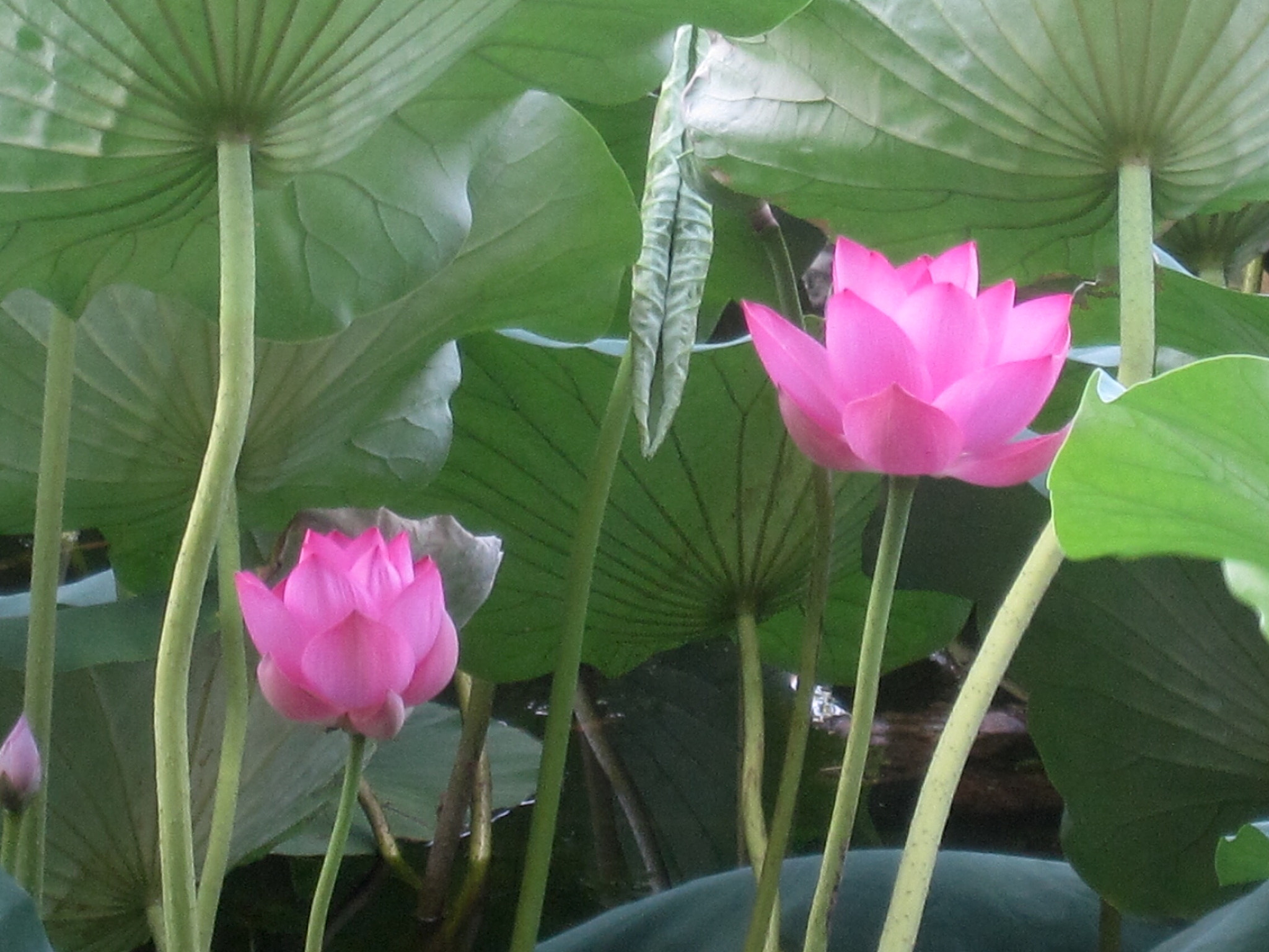 Canon PowerShot SD880 IS (Digital IXUS 870 IS / IXY Digital 920 IS) sample photo. Lotus 荷花 photography