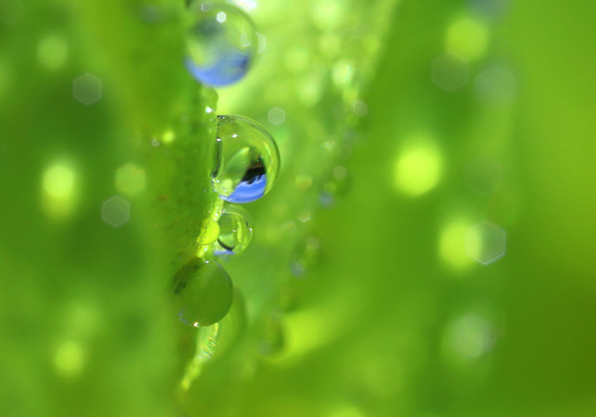 Canon MP-E 65mm F2.5 1-5x Macro Photo sample photo. Summer drops photography