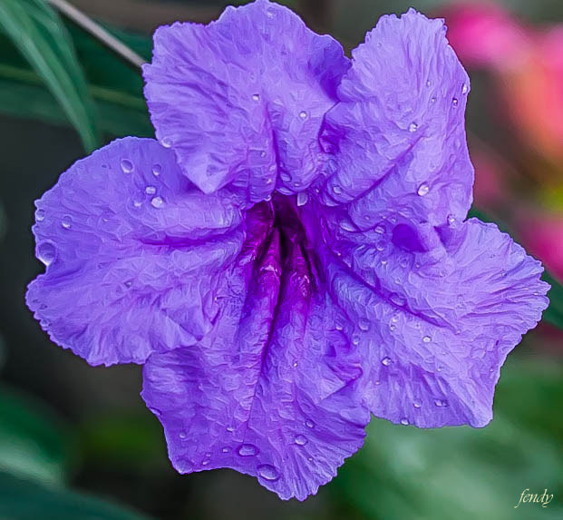 Canon EOS 40D + Canon EF 50mm F1.8 II sample photo. Img wa photography