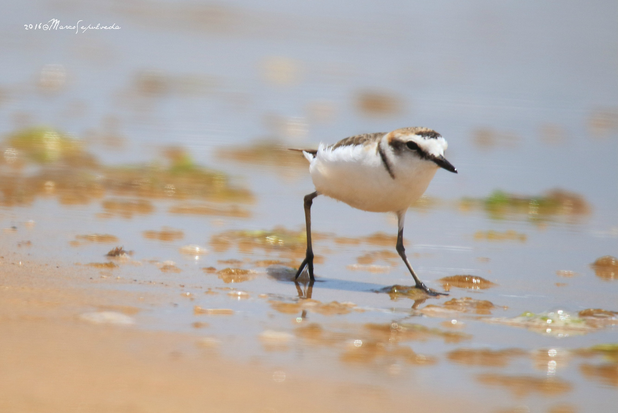 Tamron SP 150-600mm F5-6.3 Di VC USD sample photo. Alexandrinus running, portugal photography