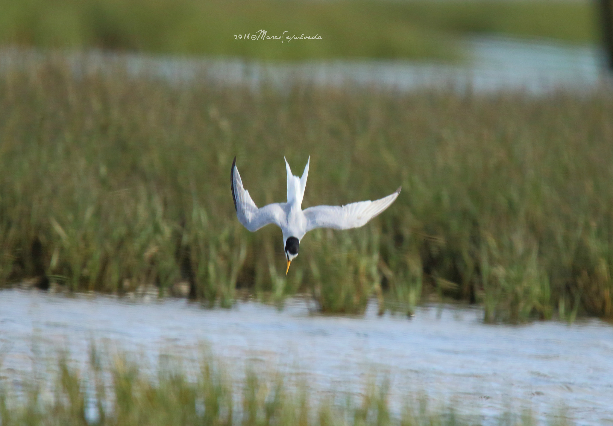 Tamron SP 150-600mm F5-6.3 Di VC USD sample photo. Litle tern, faro portugal photography