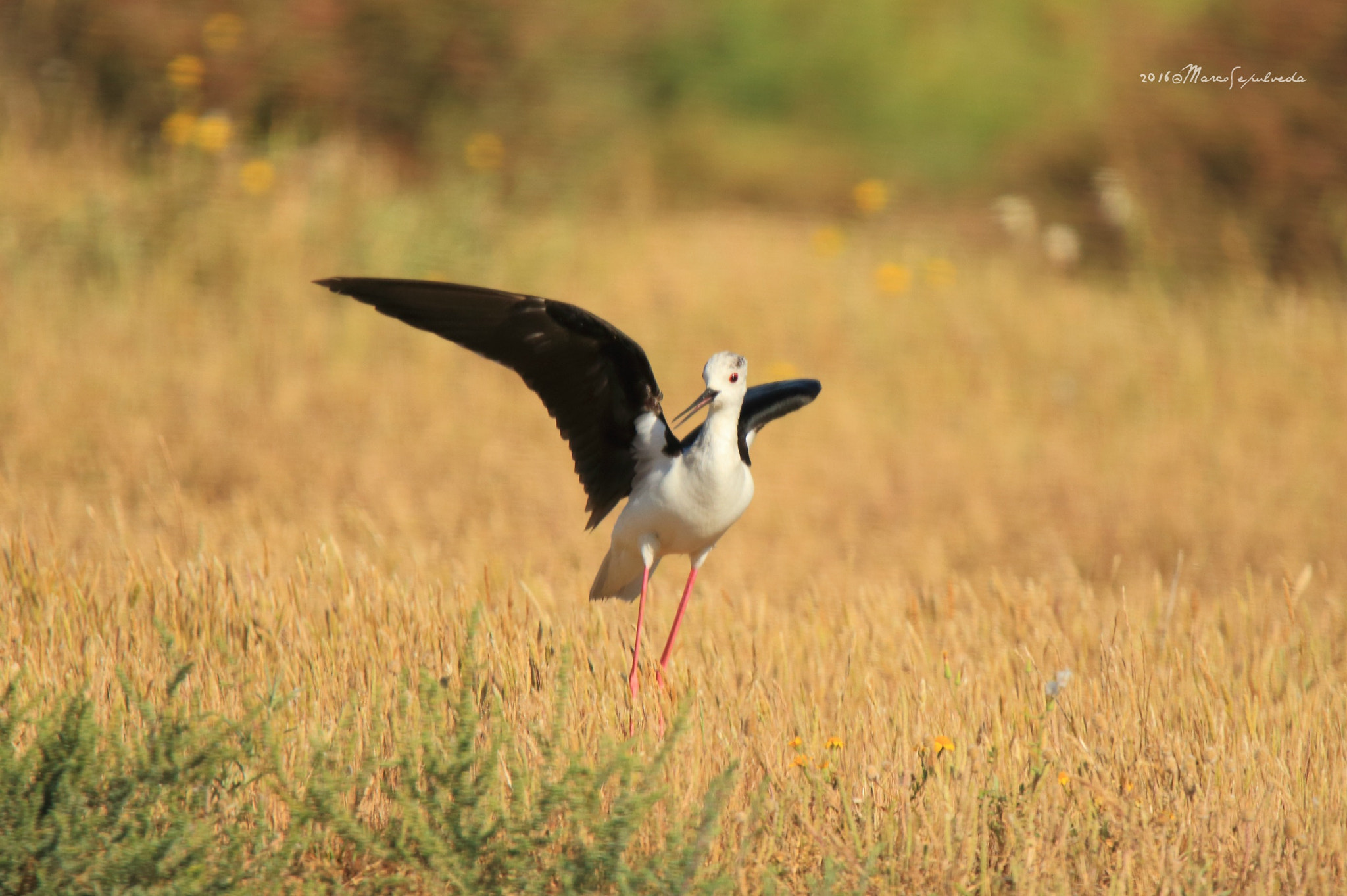 Tamron SP 150-600mm F5-6.3 Di VC USD sample photo. Stelzenlaufer, portugal photography