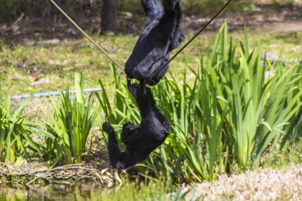 Canon EOS 60D + Tamron AF 70-300mm F4-5.6 Di LD Macro sample photo. Mg o photography