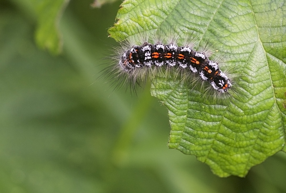 Sigma APO Macro 150mm f/2.8 EX DG HSM sample photo. Euproctis similis photography