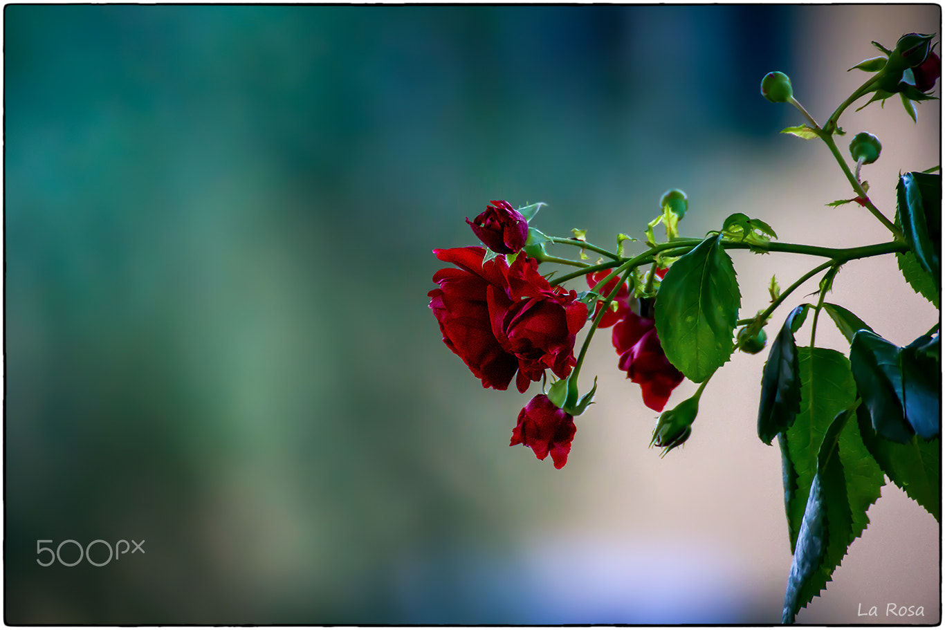 Tamron SP 35mm F1.8 Di VC USD sample photo. La rosa photography