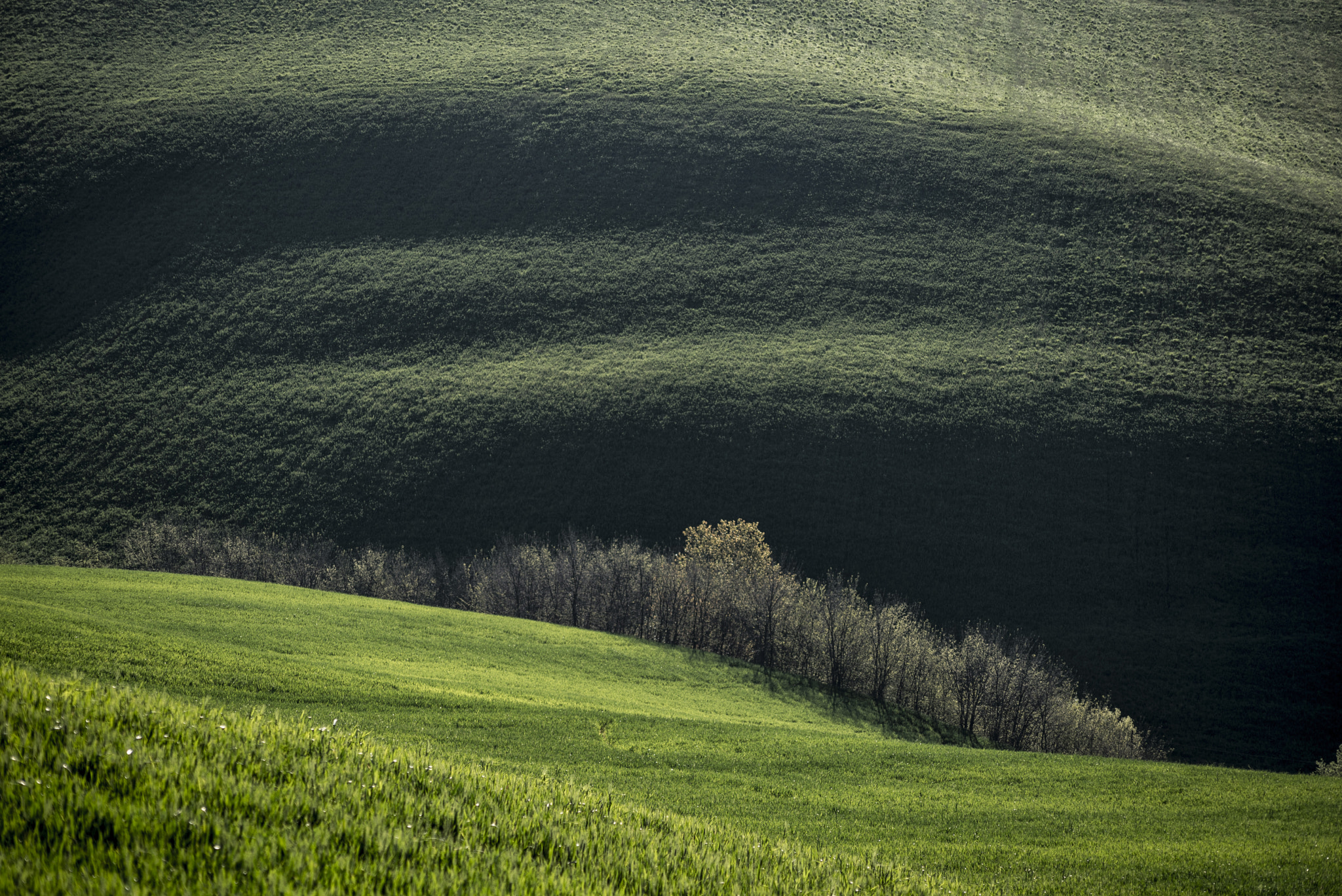 Nikon D750 + AF Nikkor 70-210mm f/4-5.6D sample photo. Trees and shadows in the morning photography