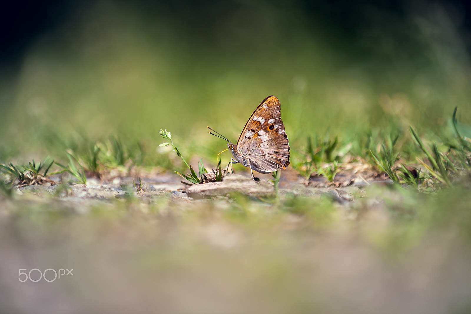Canon EOS 40D + Canon EF 80-200mm f/2.8L sample photo. Butterfly. photography