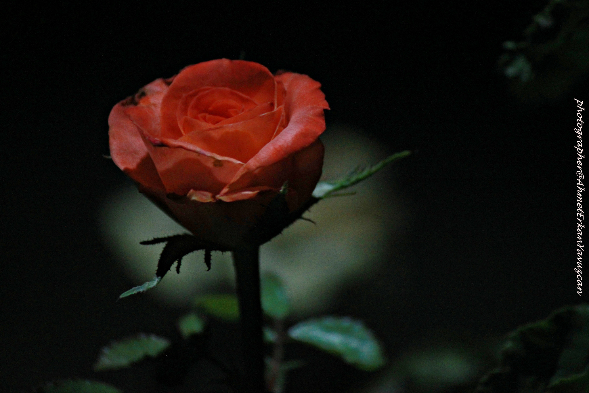 Canon EOS 500D (EOS Rebel T1i / EOS Kiss X3) sample photo. Rose photography
