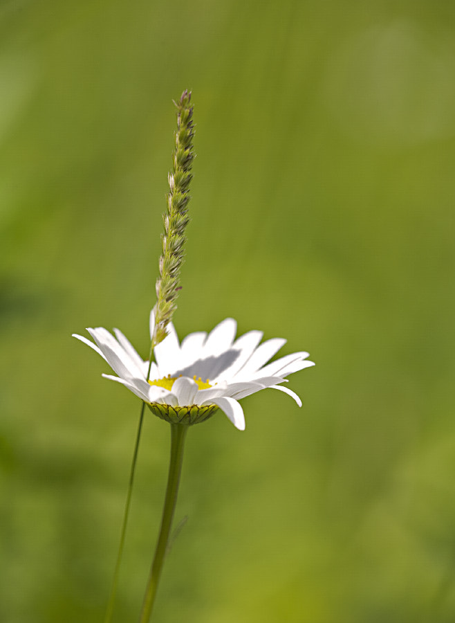 Sigma APO Macro 150mm f/2.8 EX DG HSM sample photo. Grass photography