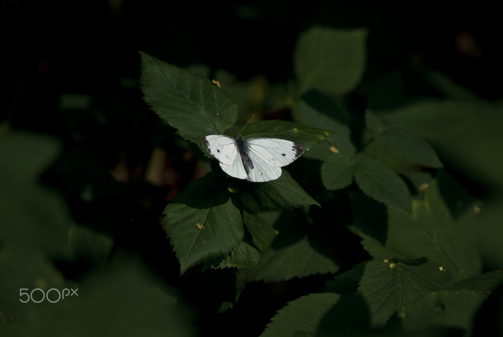 Nikon D3000 sample photo. контраст photography