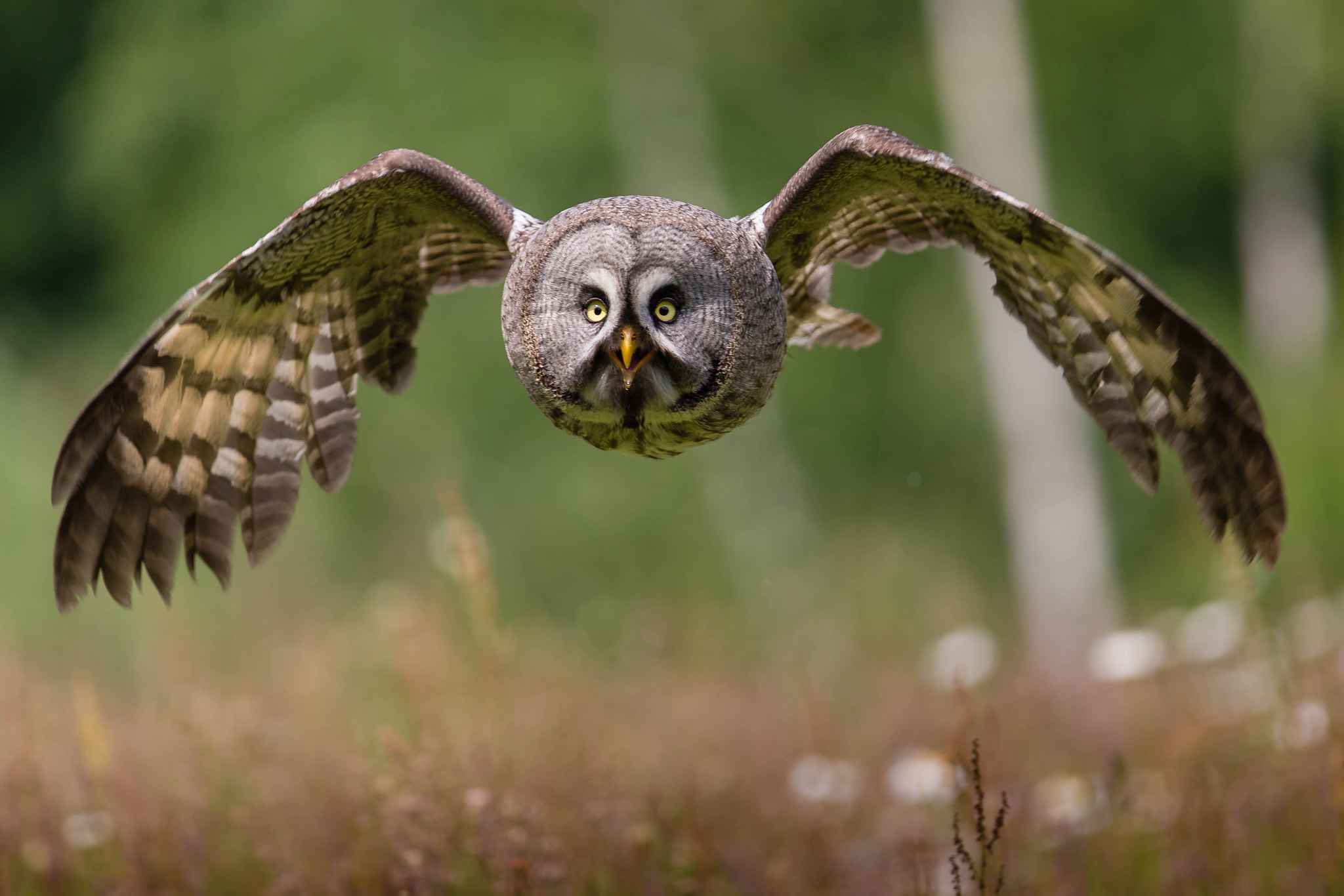 Canon EF 300mm F2.8L IS USM sample photo. Strix nebulosa (lapland owl) photography