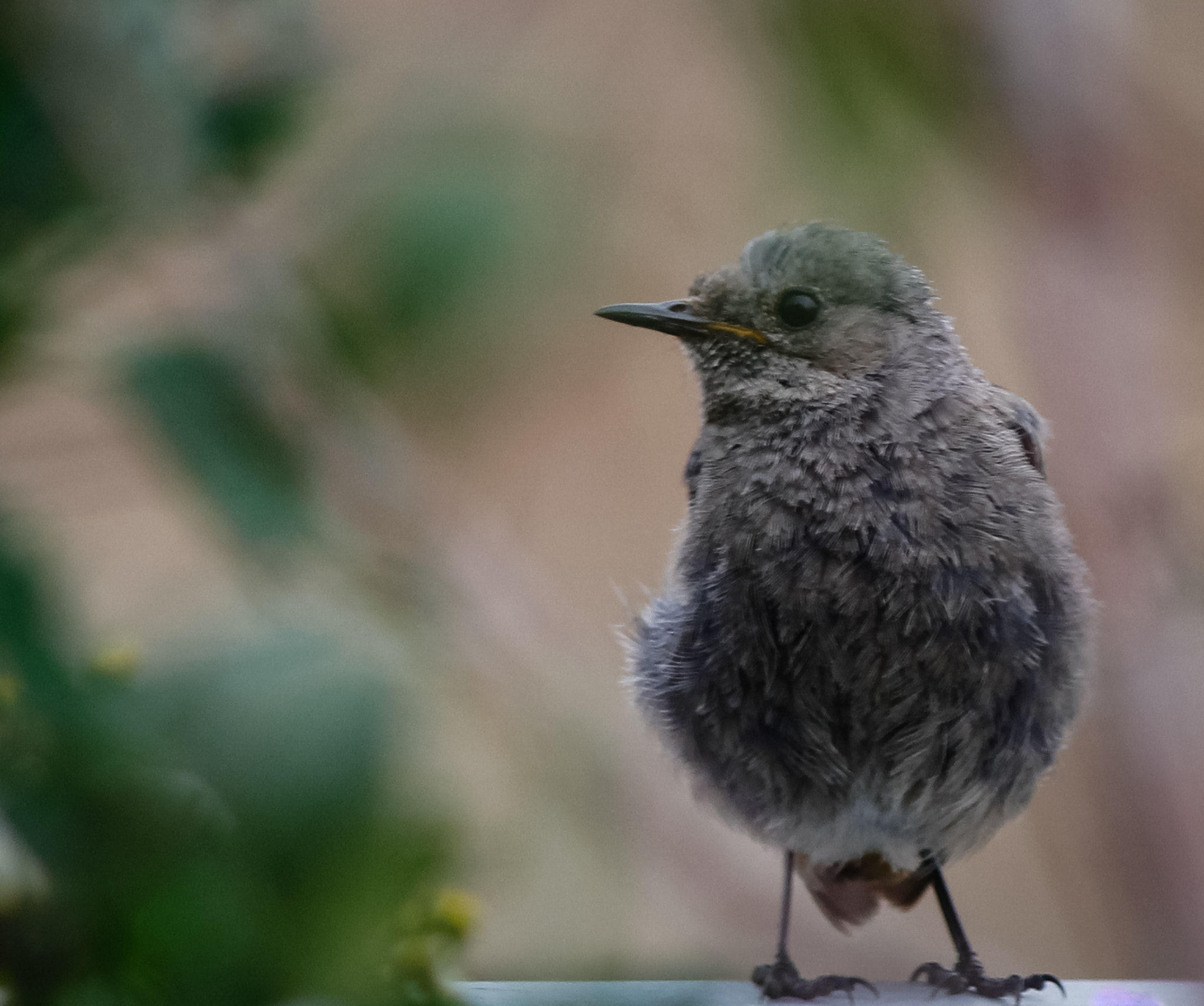 Canon EF 300mm F4L IS USM sample photo. Vogel photography