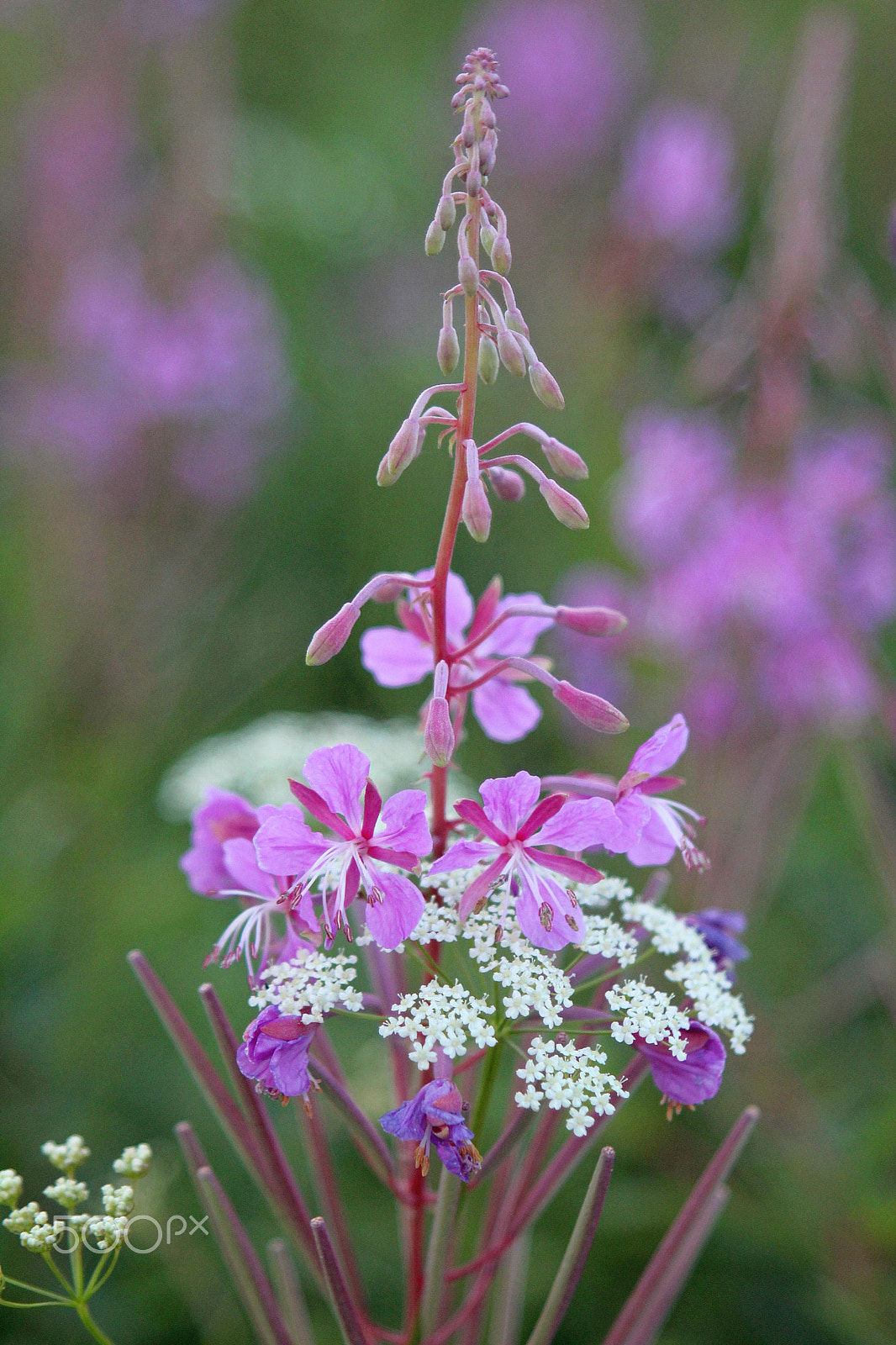 Canon EF 28-105mm f/3.5-4.5 USM sample photo. Purple alpine fireweed photography