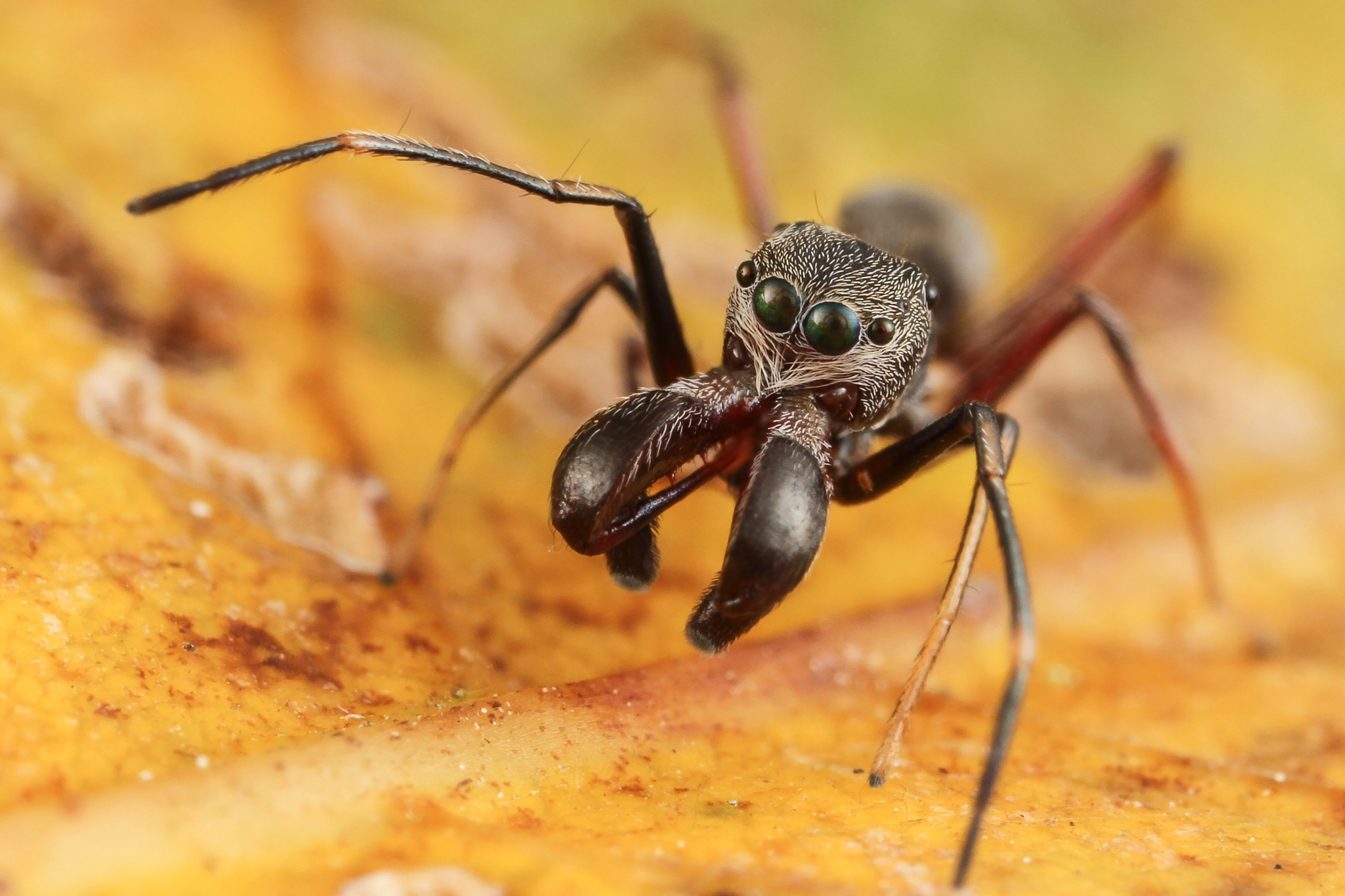 Canon MP-E 65mm F2.5 1-5x Macro Photo sample photo. Ant mimic jumping spider photography