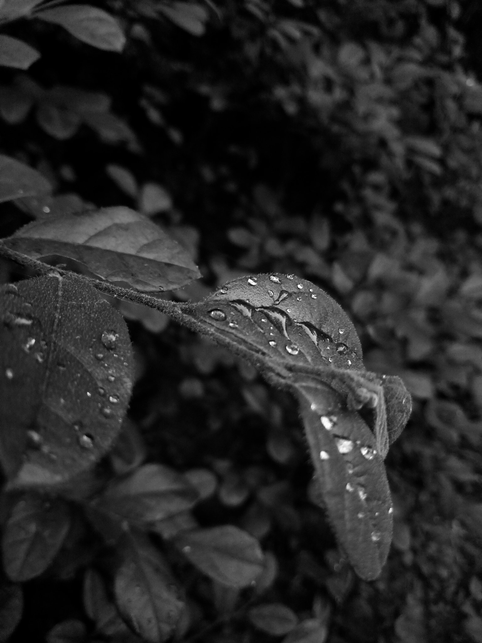 OPPO A59M sample photo